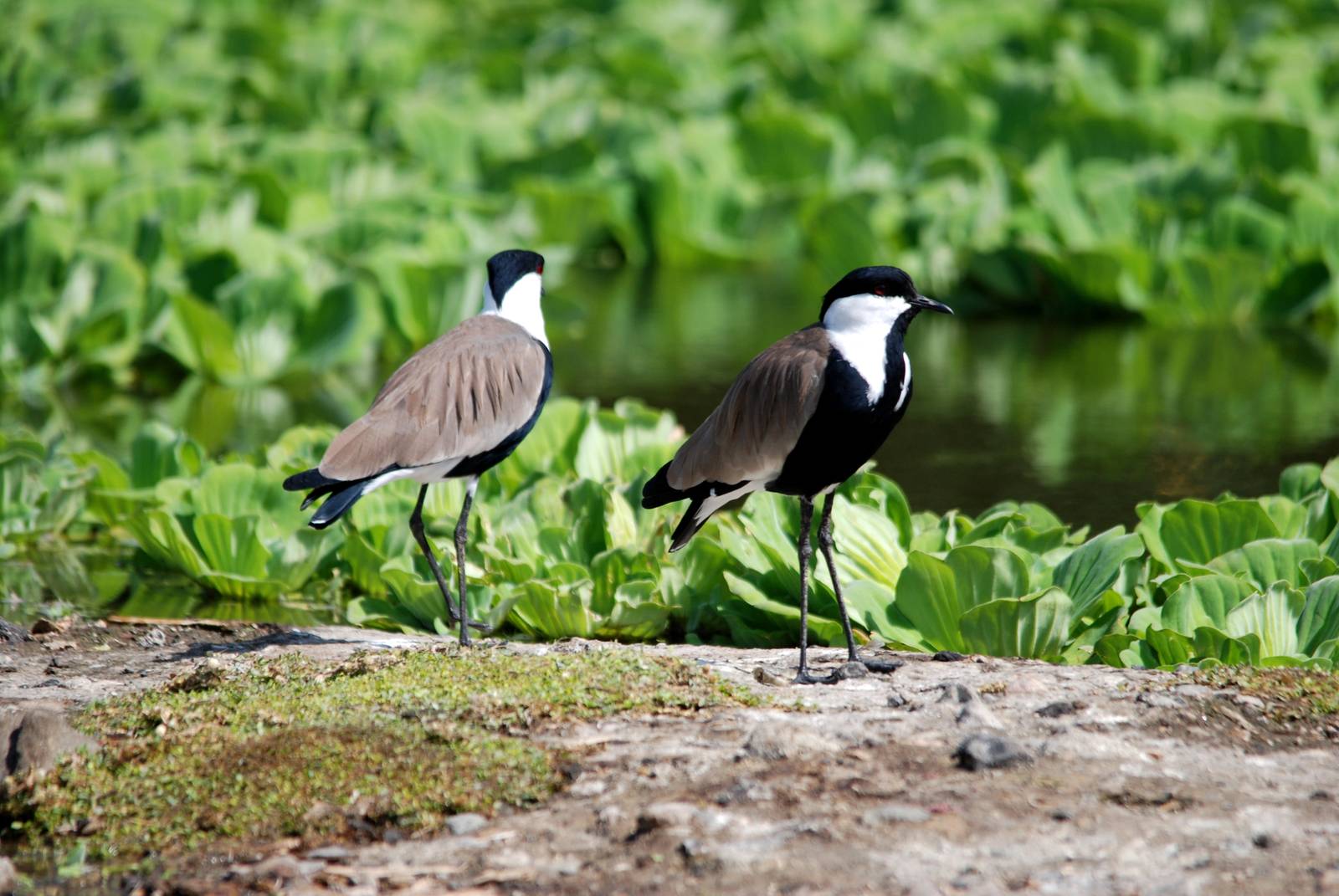 Spur-winged Lapwing at Ziway, 13/10/14
