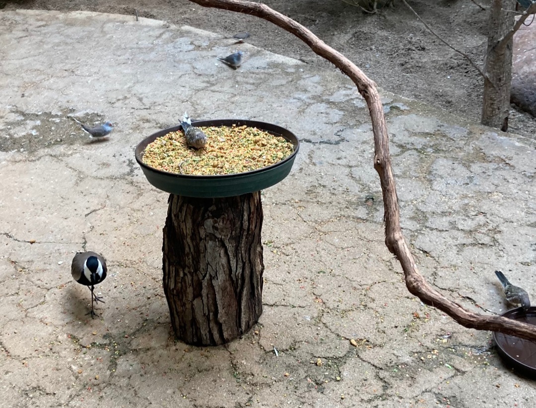 Spur Winged Lapwing, Bourke's Parakeets, And Diamond Doves (8/10/23)