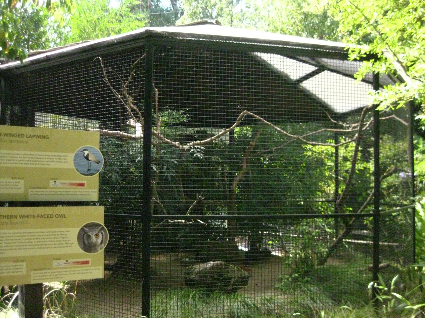 Spur Winged Lapwing/Southern White Faced Owl Exhibit