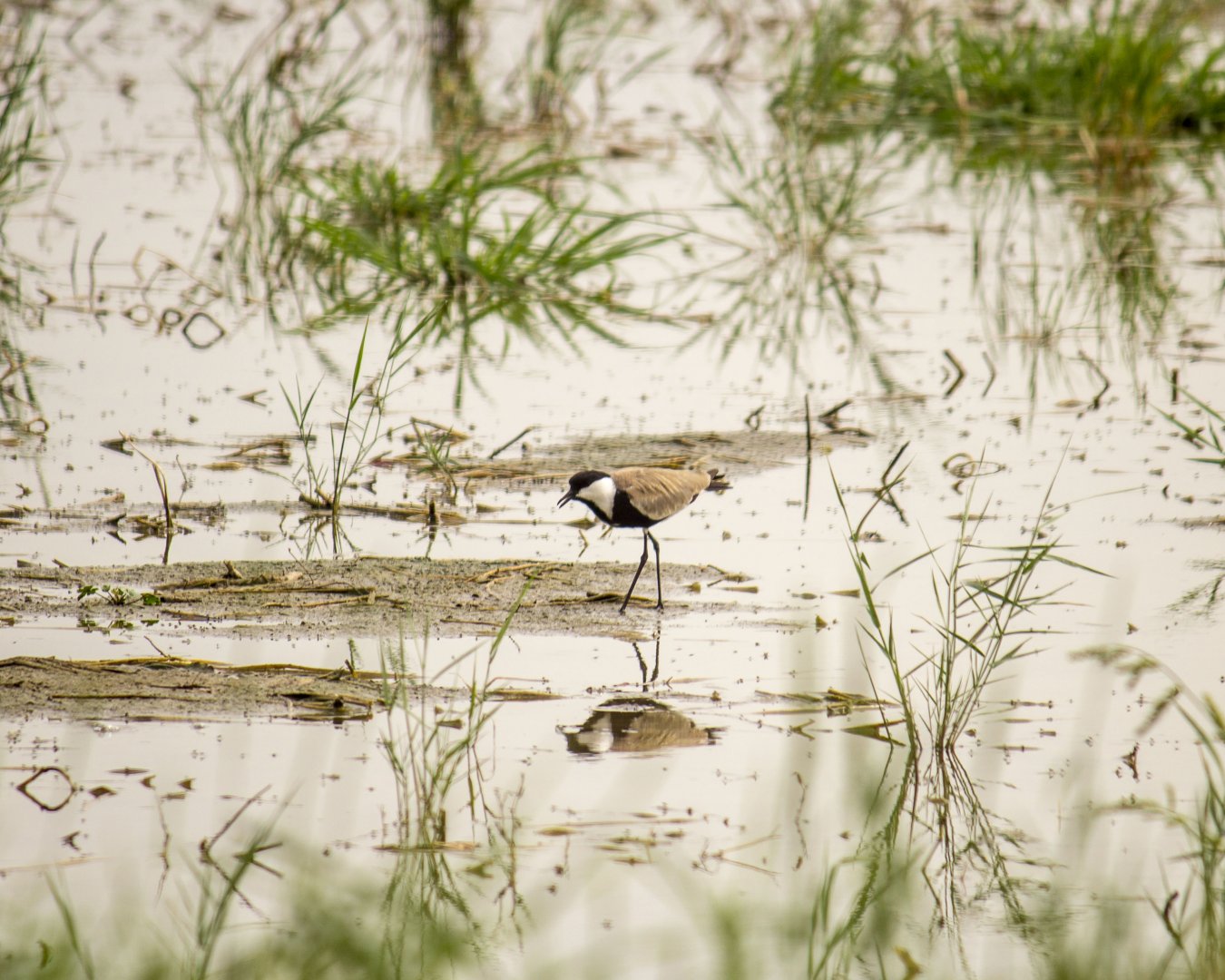 Spur-winged lapwing, Vanellus spinosus