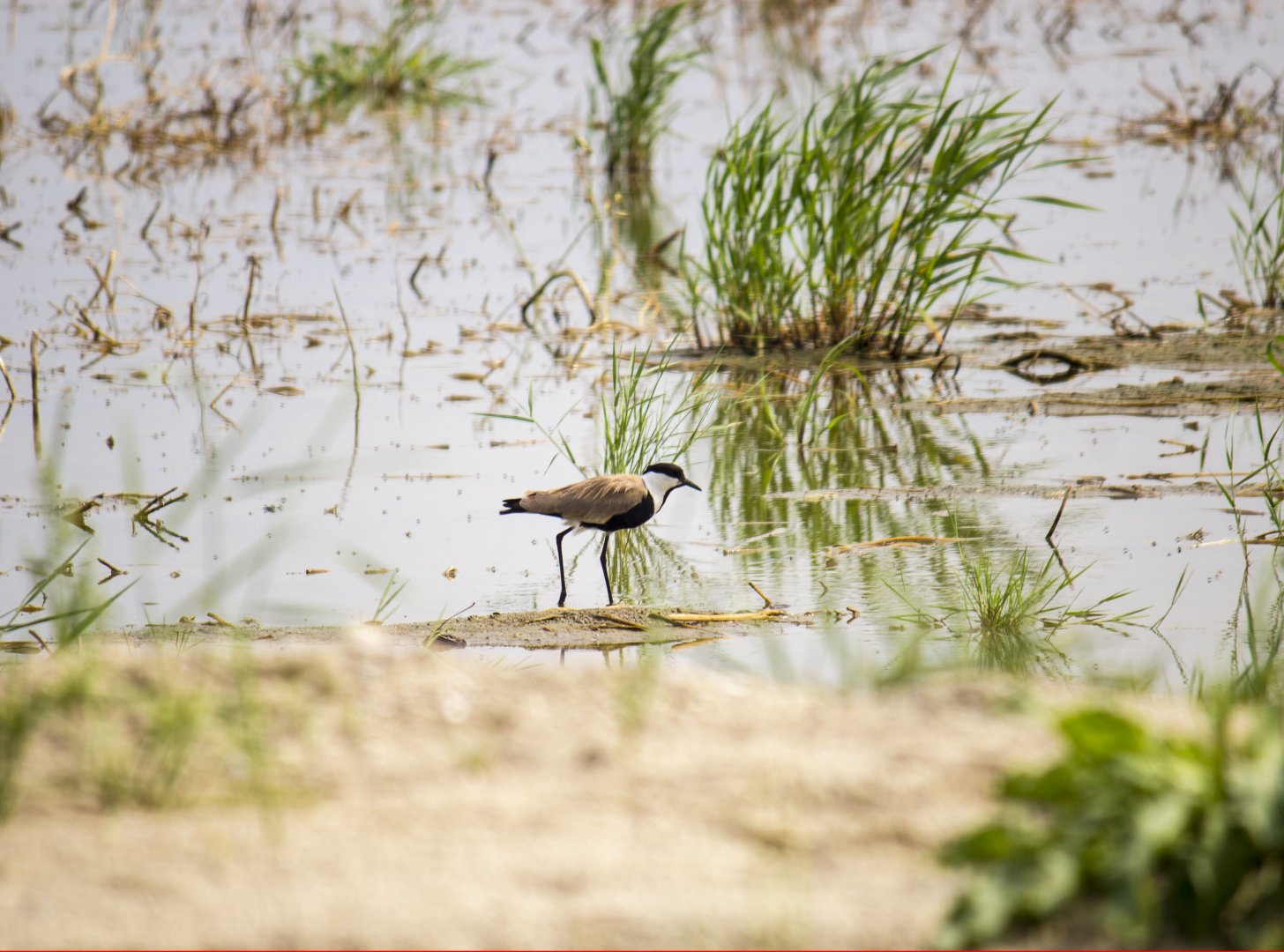 Spur-winged lapwing, Vanellus spinosus