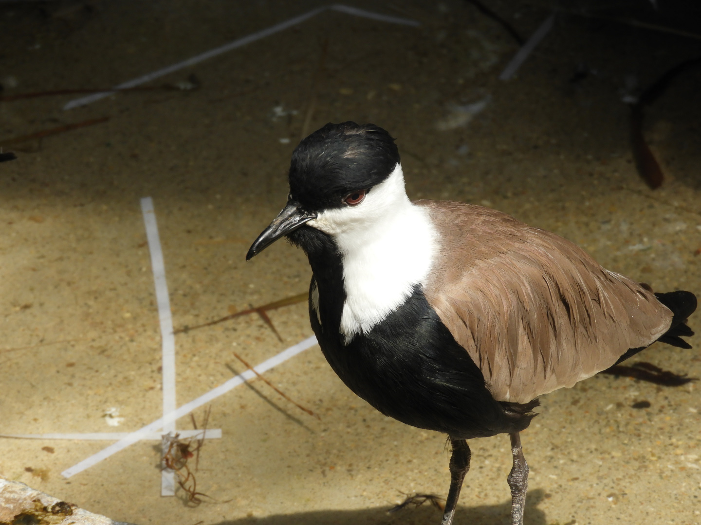 Spur-winged Lapwing (Vanellus spinosus)