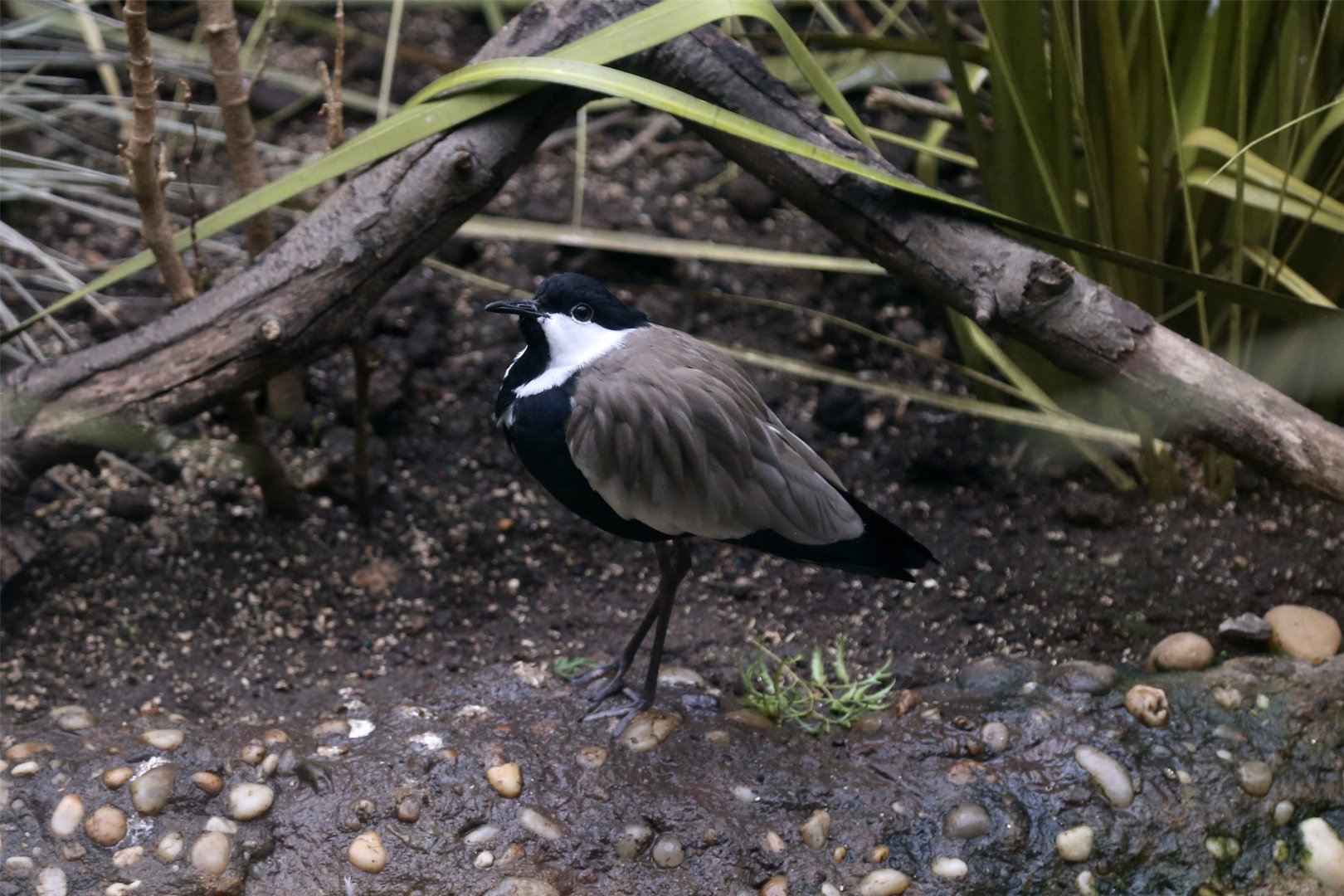 Spur-winged lapwing (Vanellus spinosus)