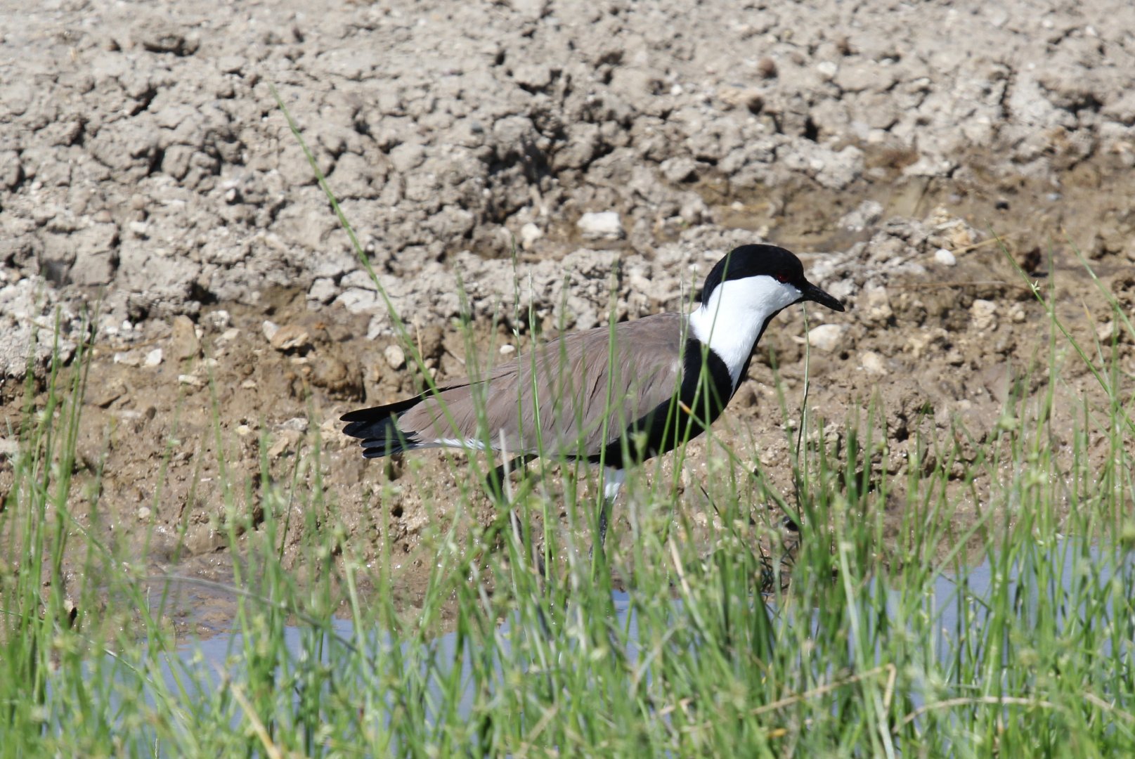 Spur-winged Lapwing (Vanellus spinosus)
