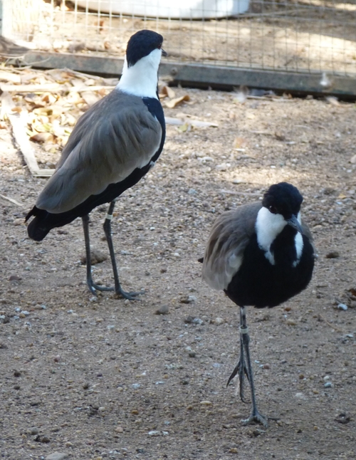 Spur-winged lapwing (Vanellus spinosus)