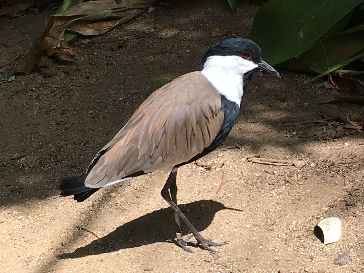 Spur-Winged Lapwing (Vanellus spinosus)