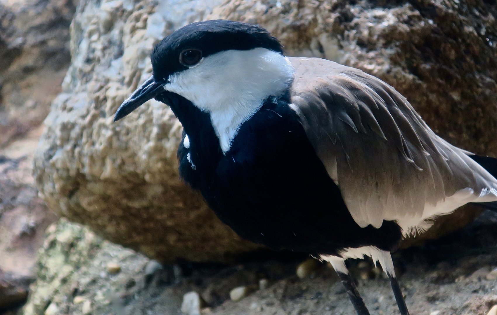 Spur-Winged Lapwing (Vanellus spinosus)