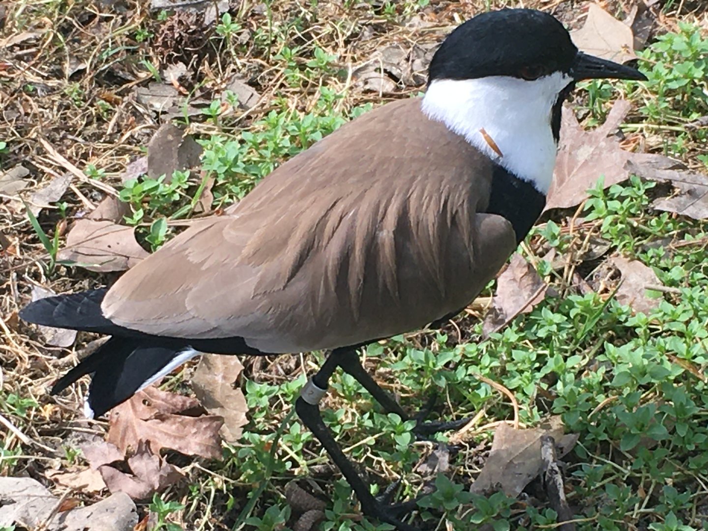 Spur-Winged Lapwing (Vanellus spinosus)