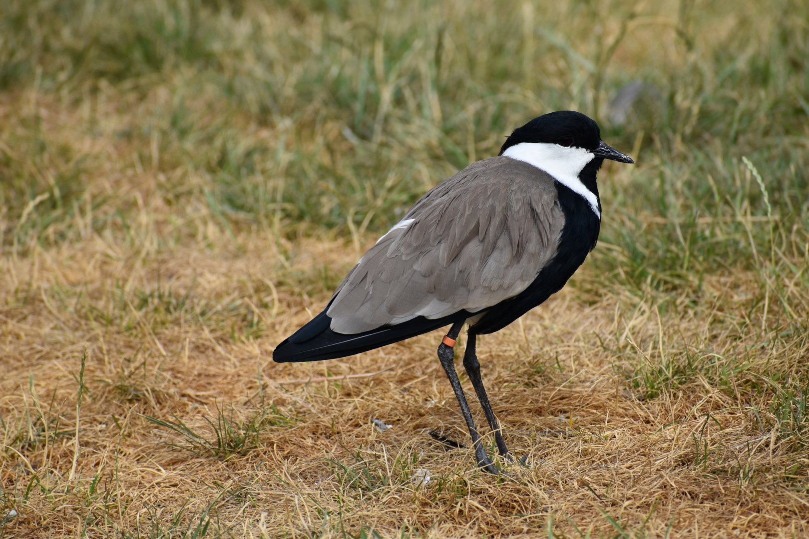 Spur-winged Lapwing - Vanellus spinosus