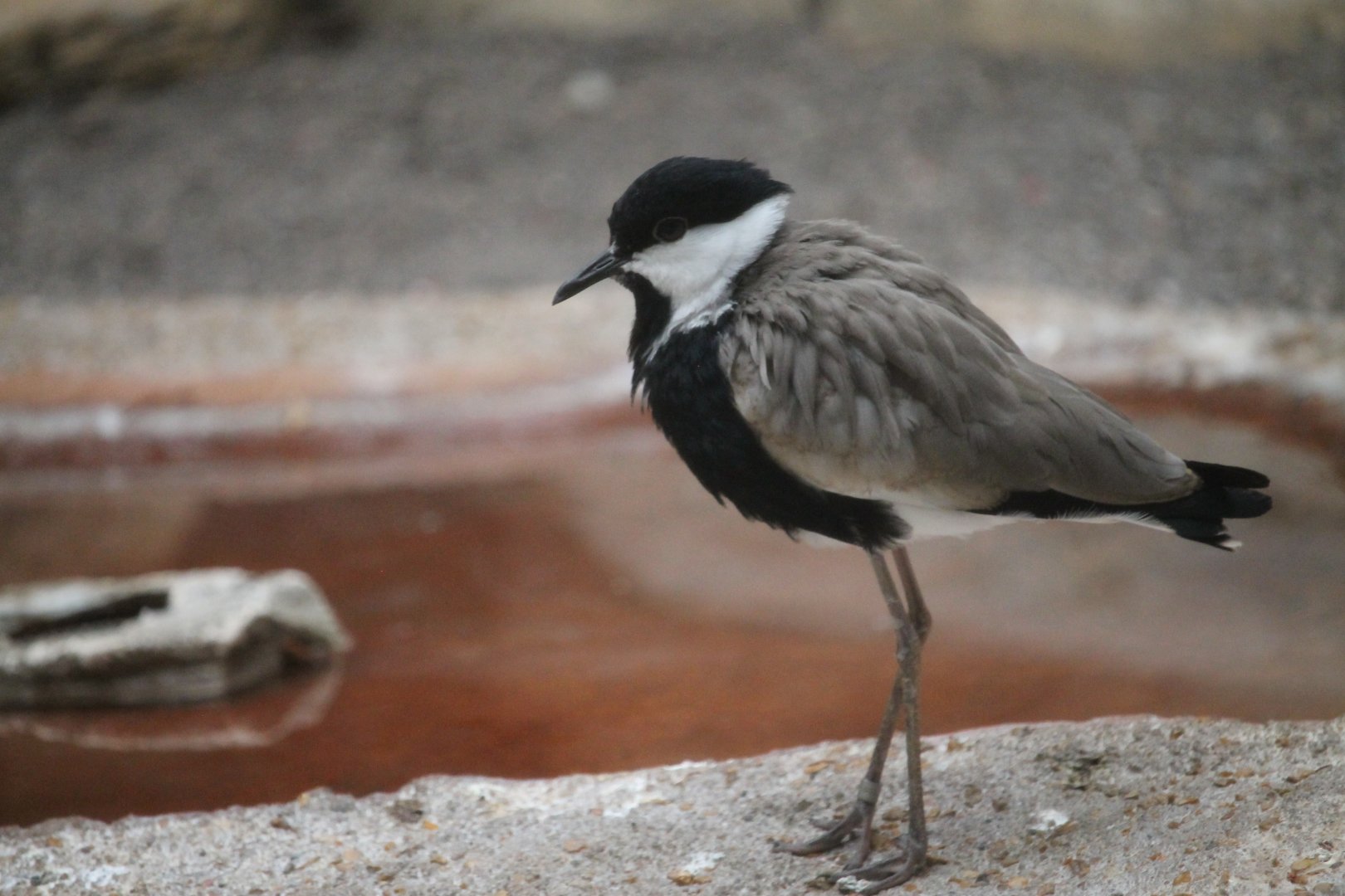 Spur-winged lapwing (Vanellus spinosus)