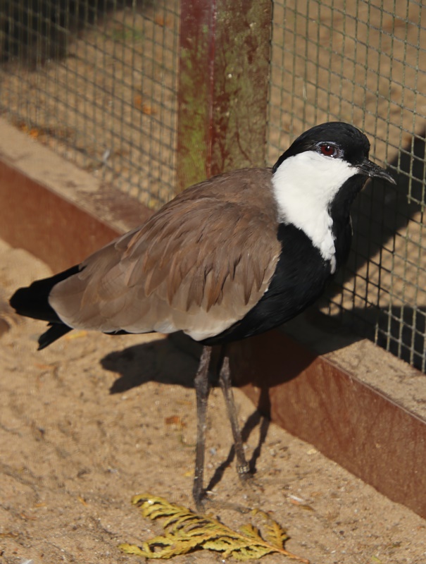 Spur-winged lapwing (Vanellus spinosus)