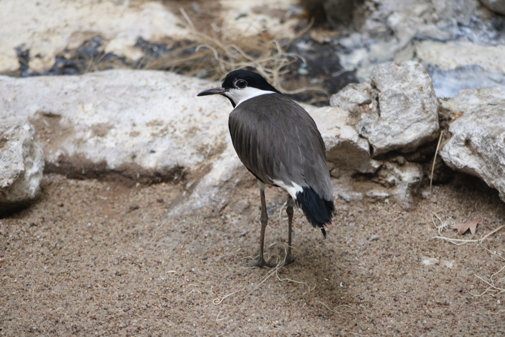 Spur-Winged Lapwing (Vanellus spinosus)