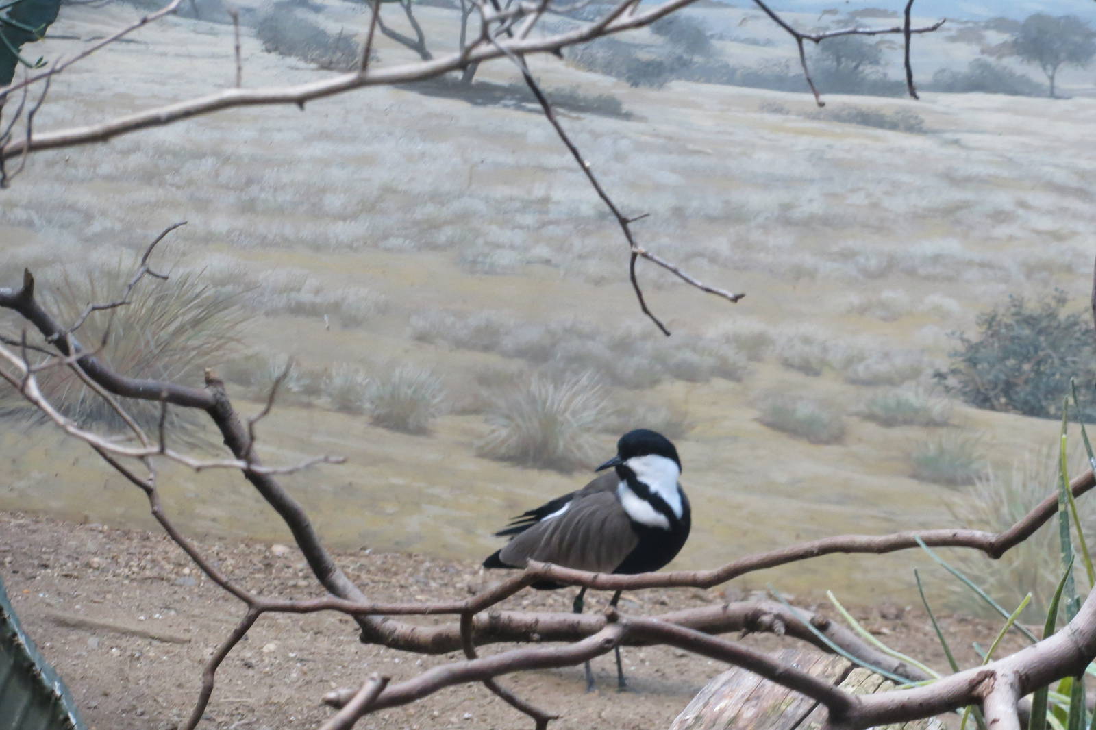 Spur-winged Lapwing - World of Birds 031215