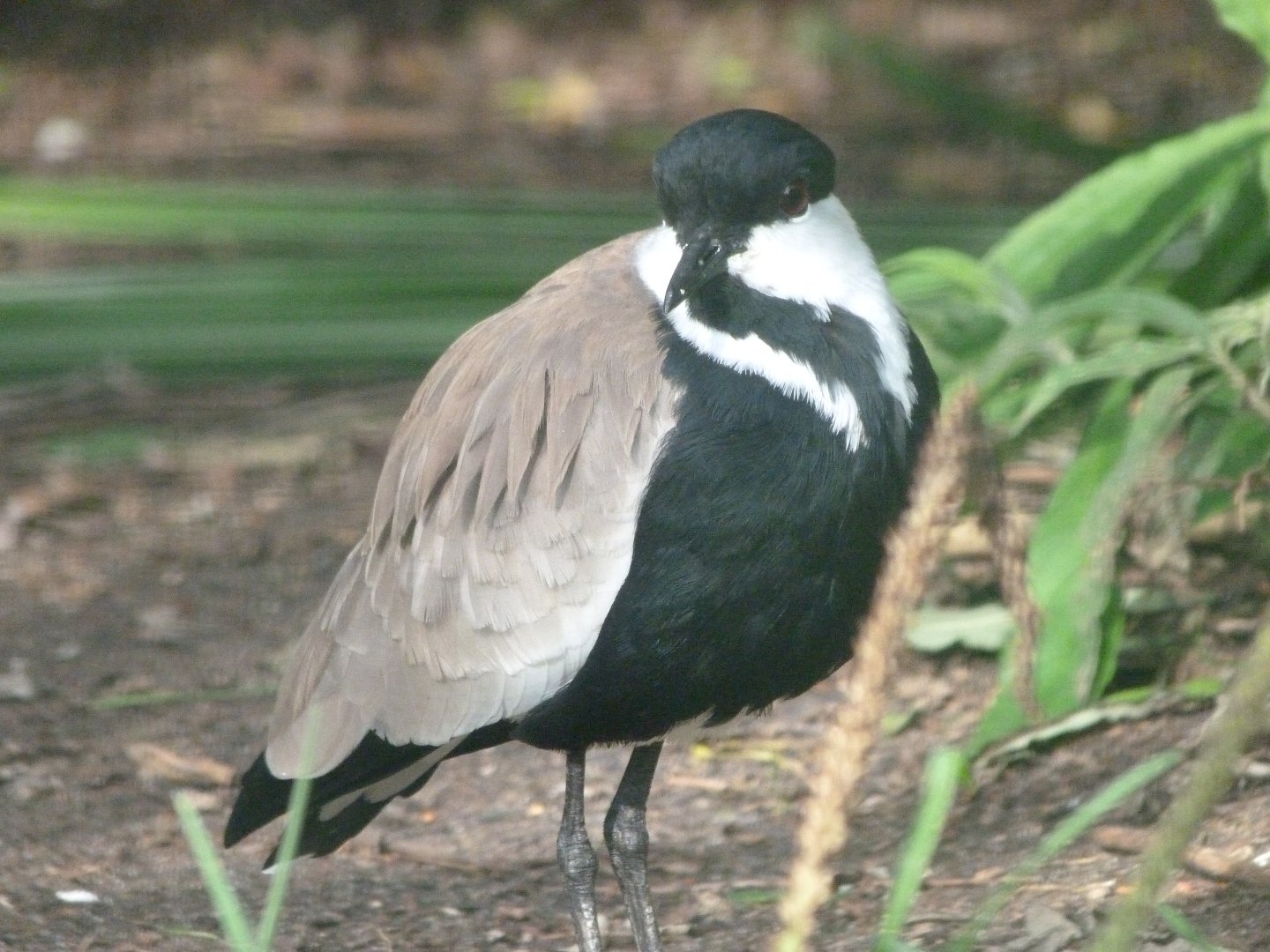 Spur-winged lapwing -Zoo de Santillana del Mar (2024)