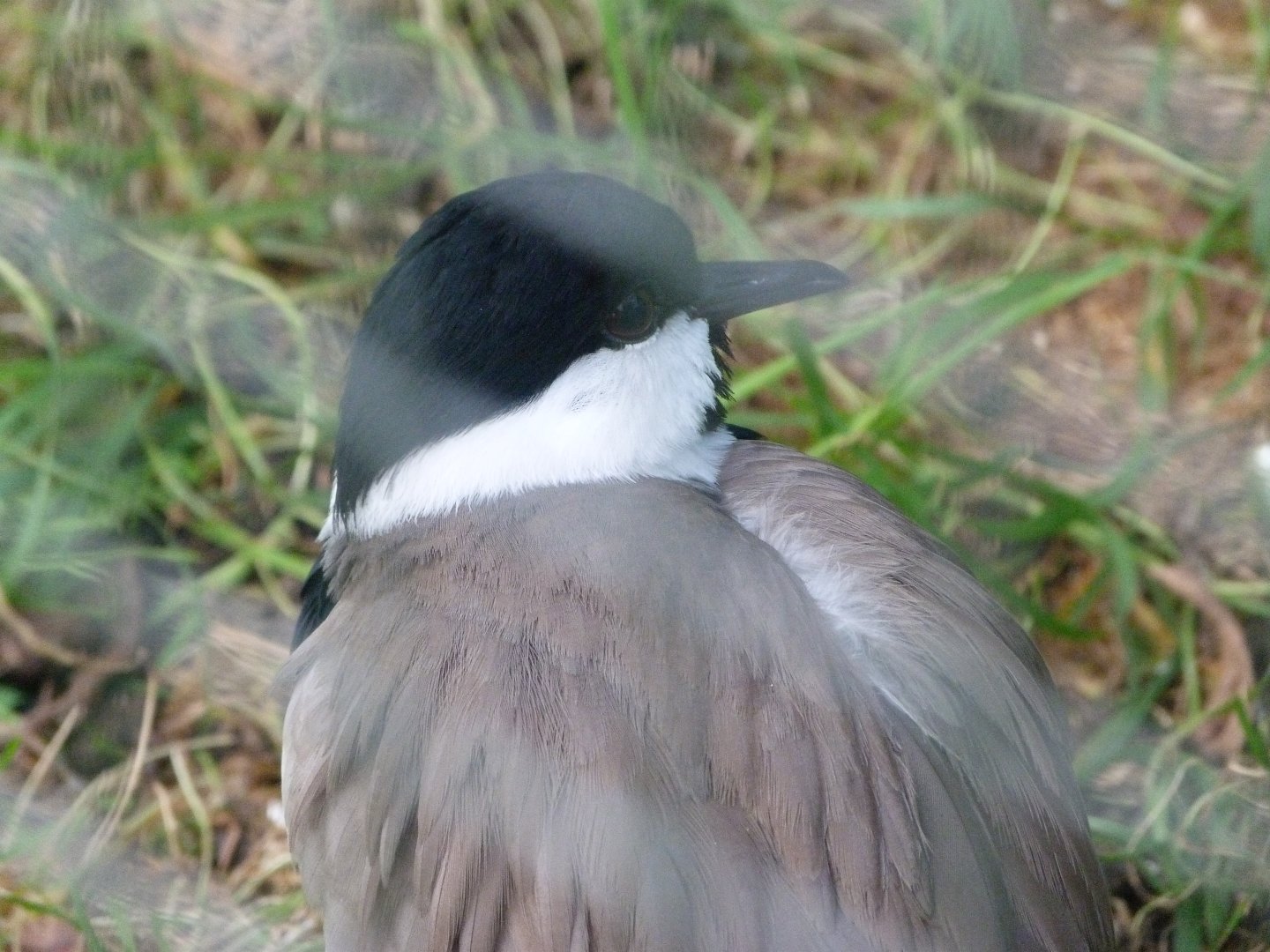 Spur-winged lapwing -Zoo de Santillana del Mar (2024)
