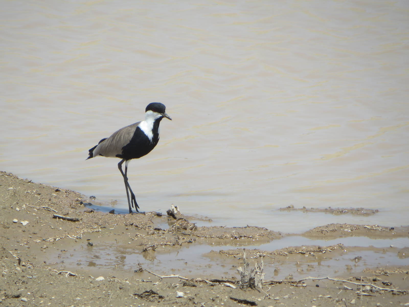 Spur-winged lapwing