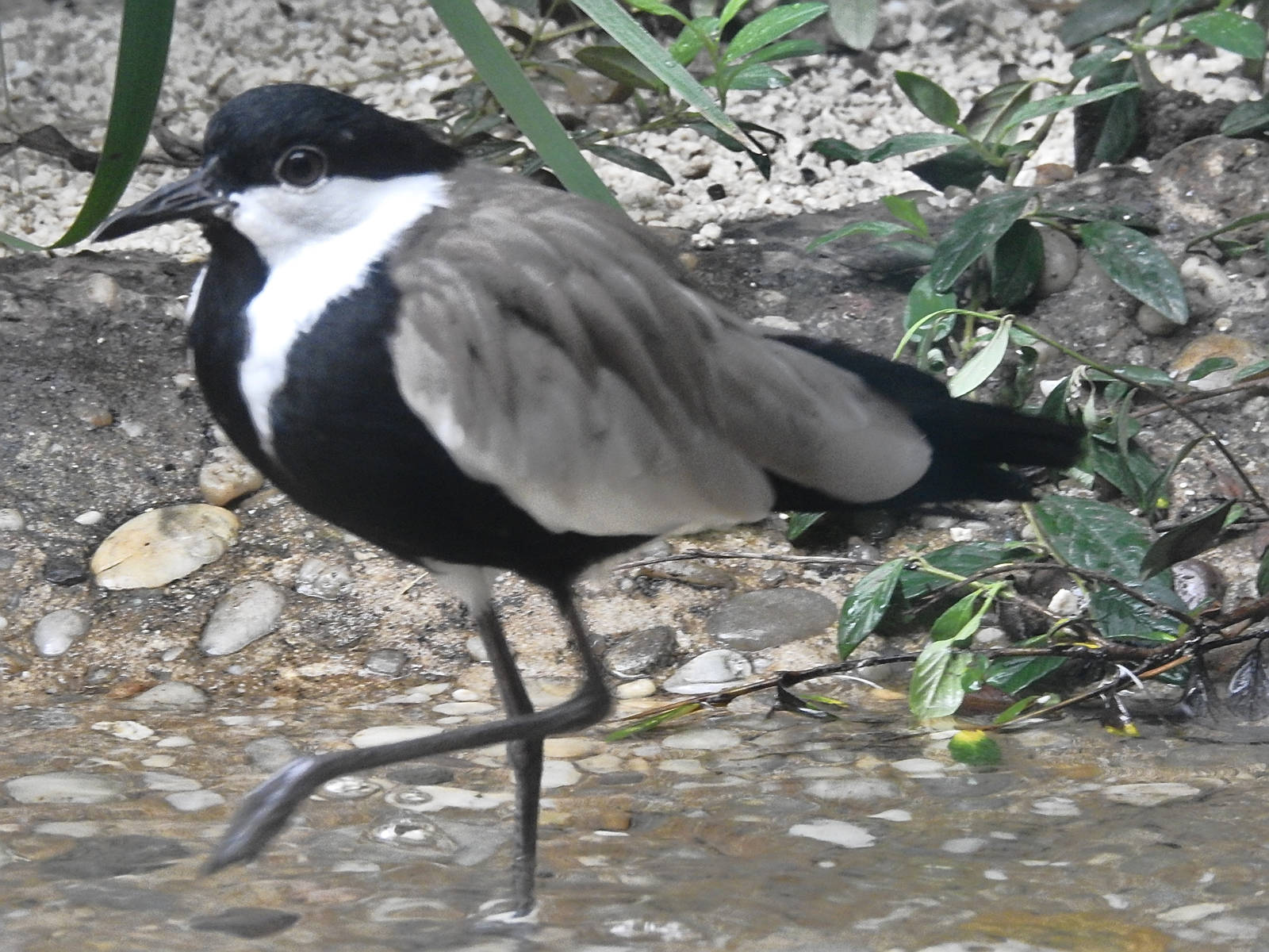 Spur-winged Lapwing