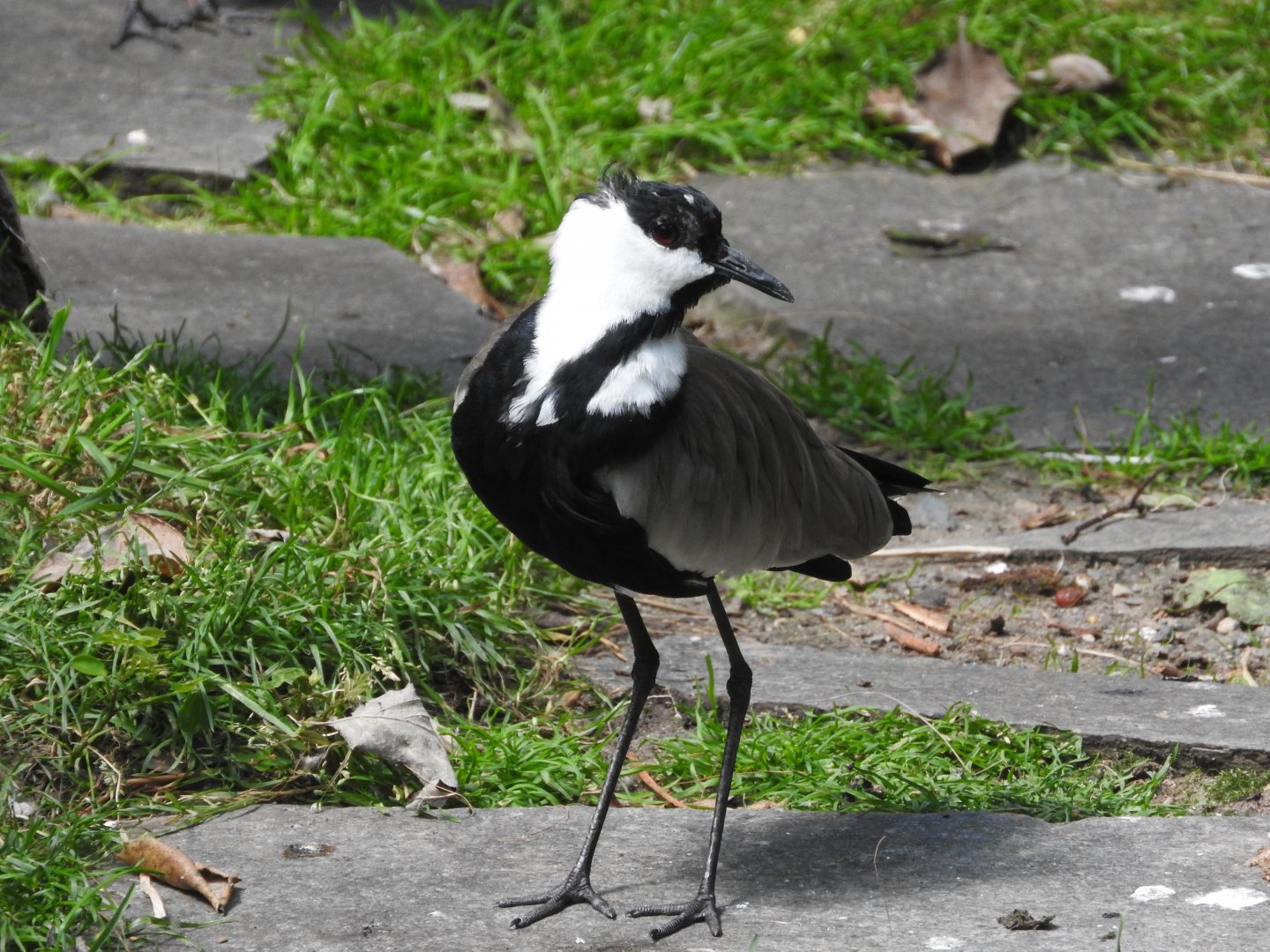 Spur-winged Lapwing