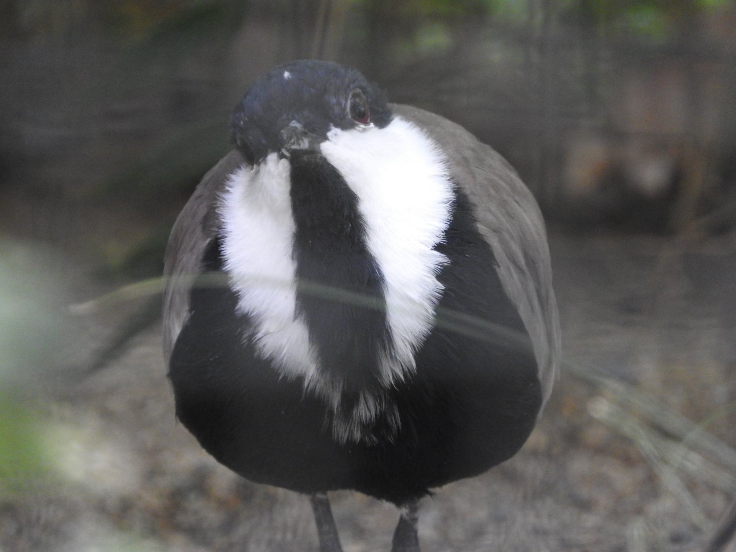 Spur-winged Lapwing