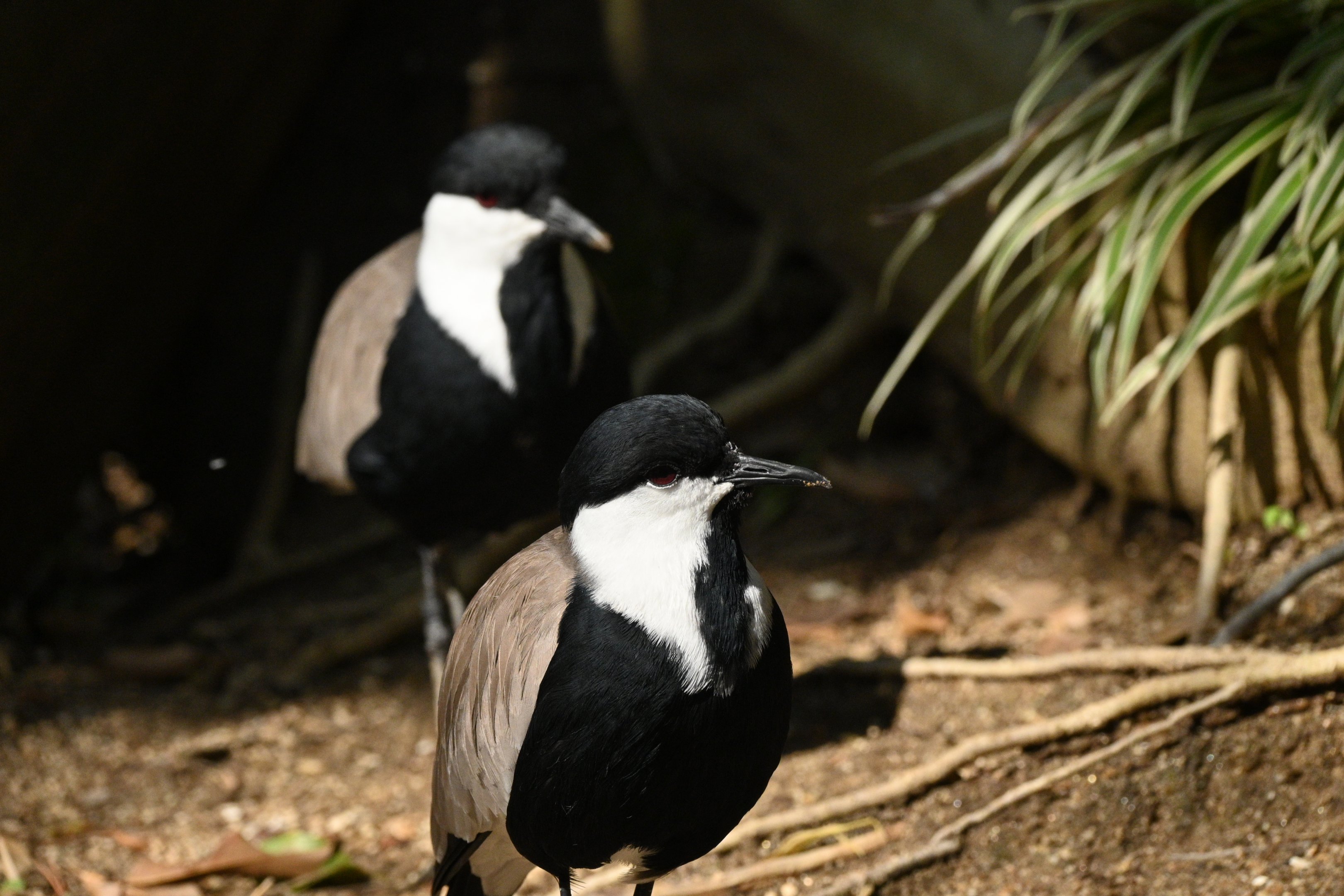 Spur Winged Lapwing