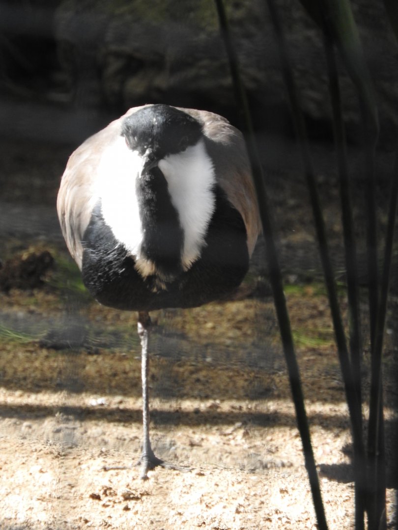 Spur-winged Lapwing