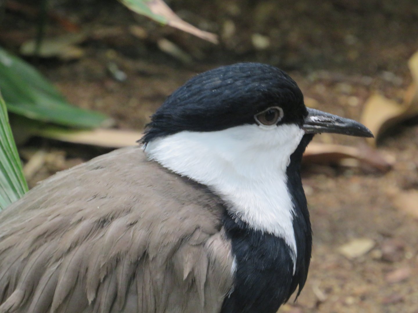 Spur-Winged lapwing