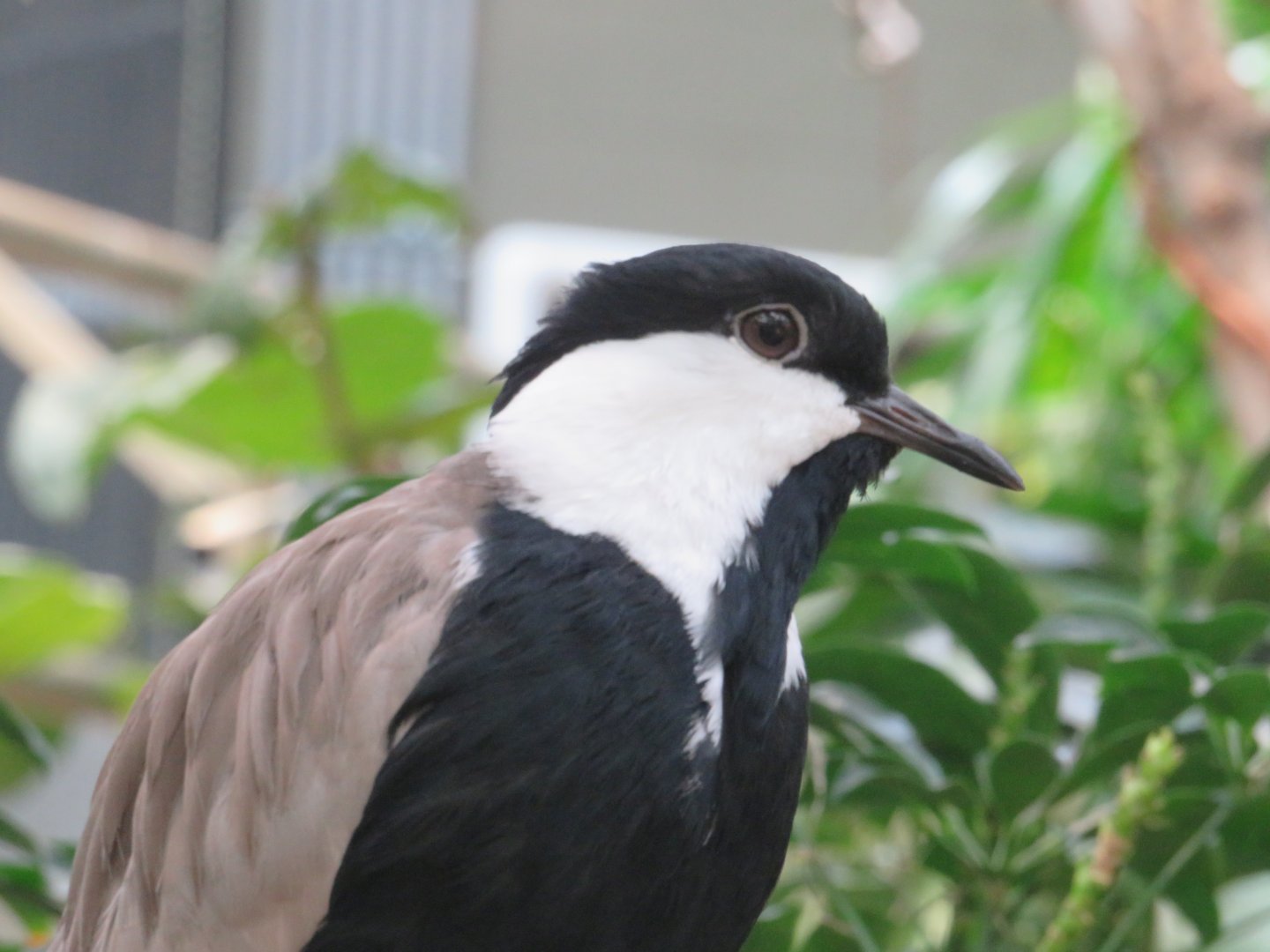 Spur-winged lapwing