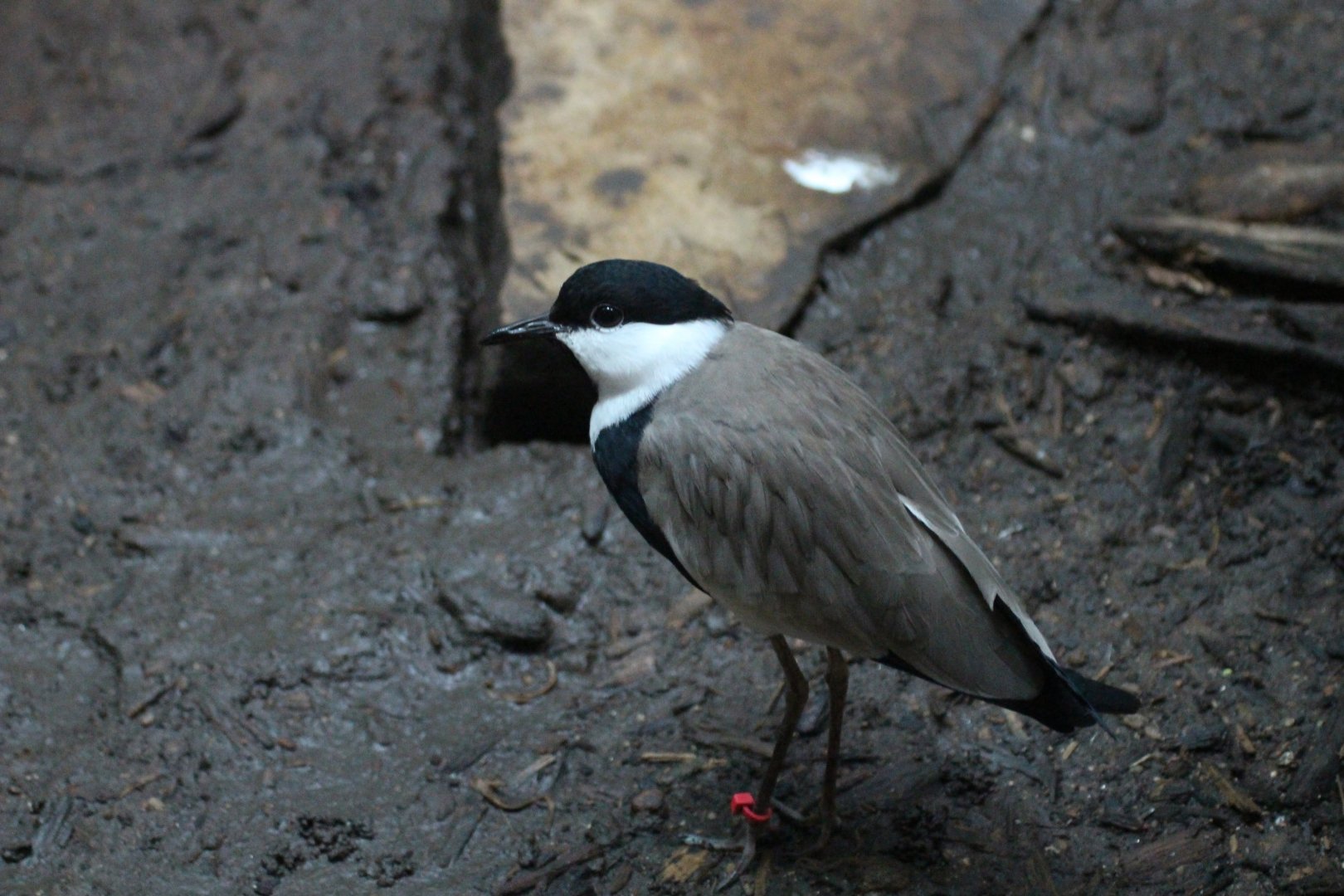 Spur-winged Lapwing
