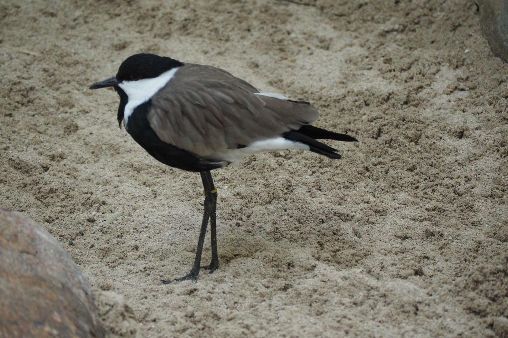 Spur-winged lapwing