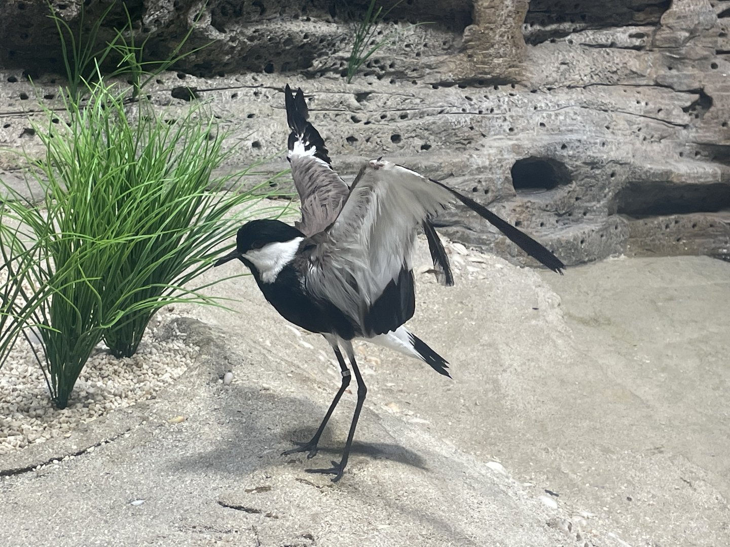 Spur-winged Lapwing