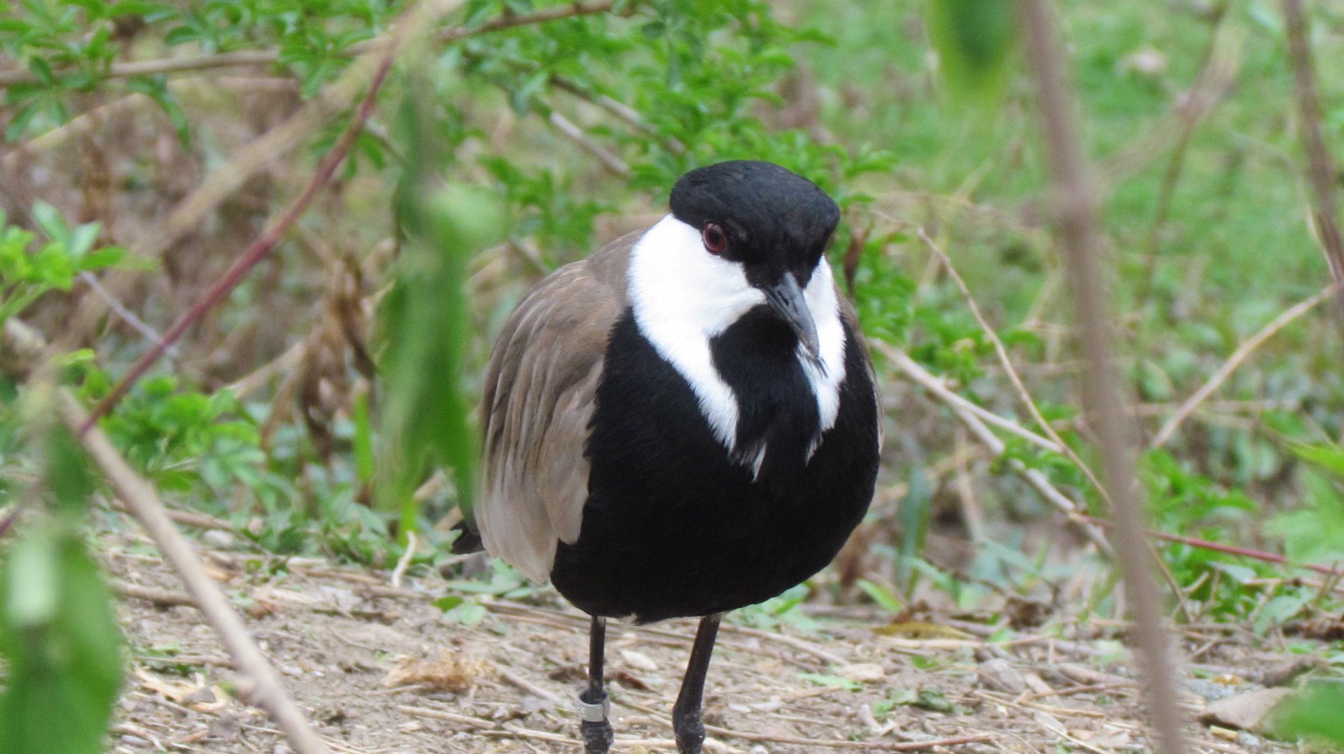Spur-winged Lapwing