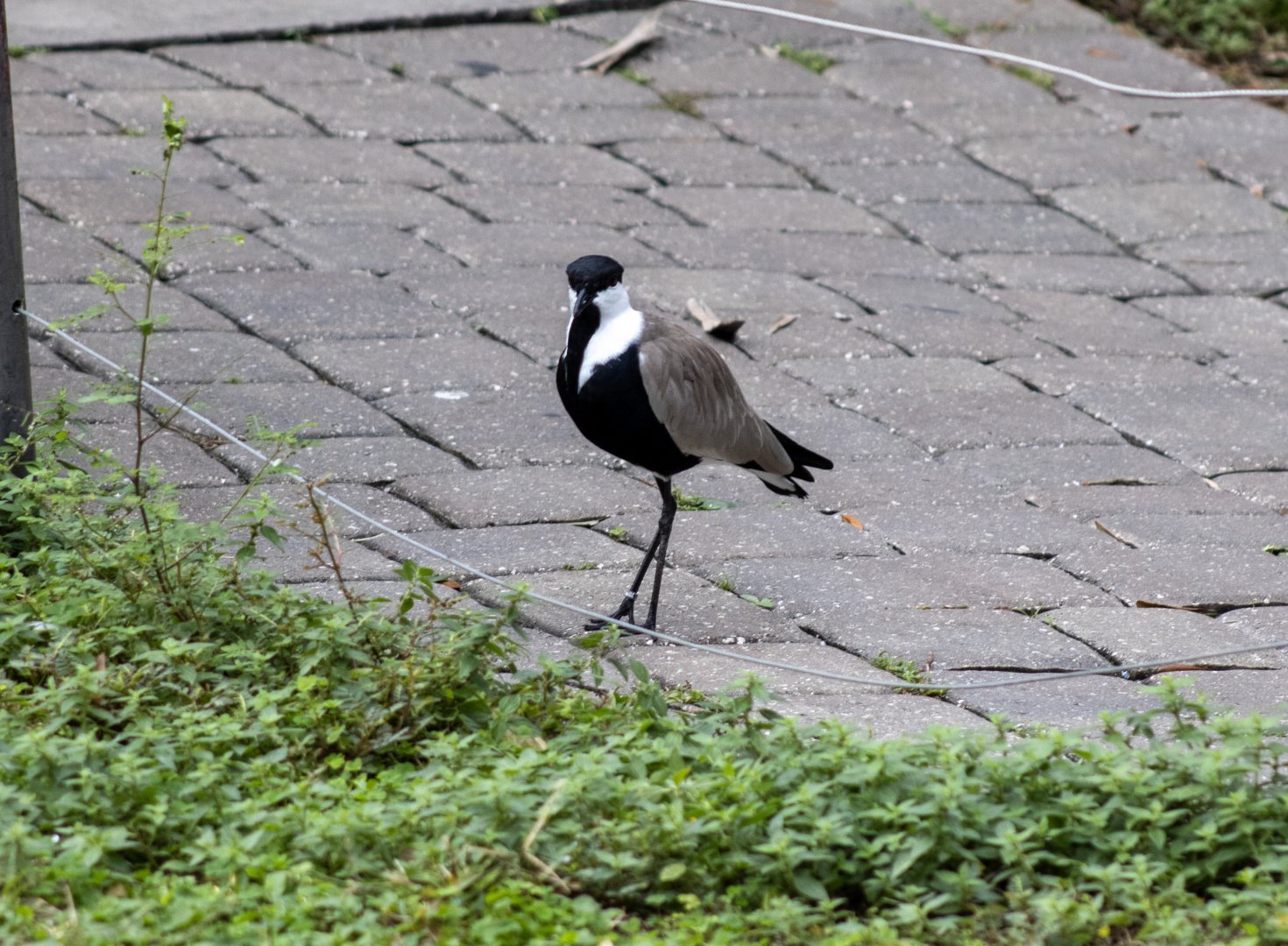 Spur-winged Lapwing