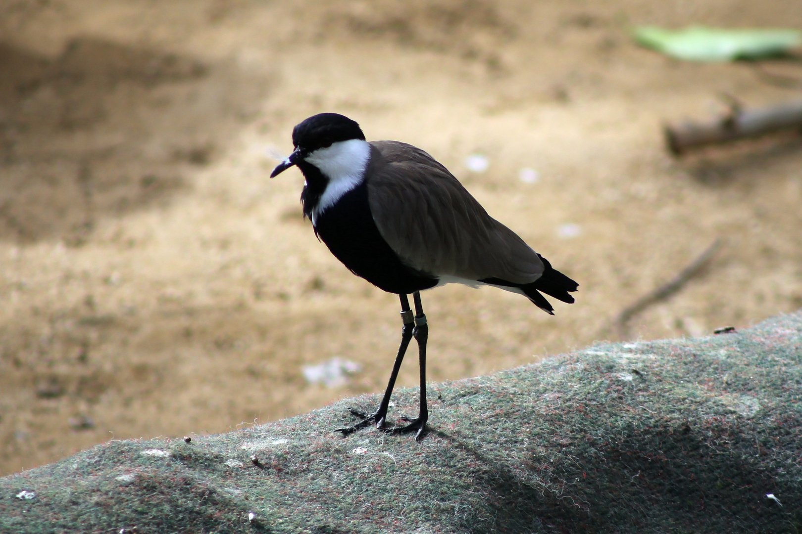 Spur-winged Lapwing