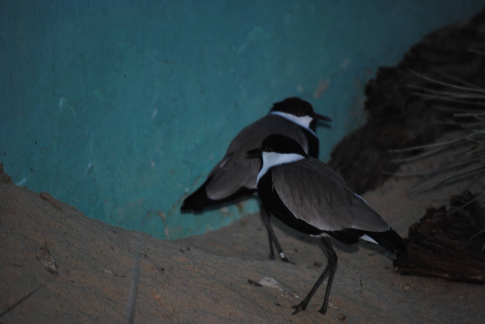 Spur-Winged Lapwings