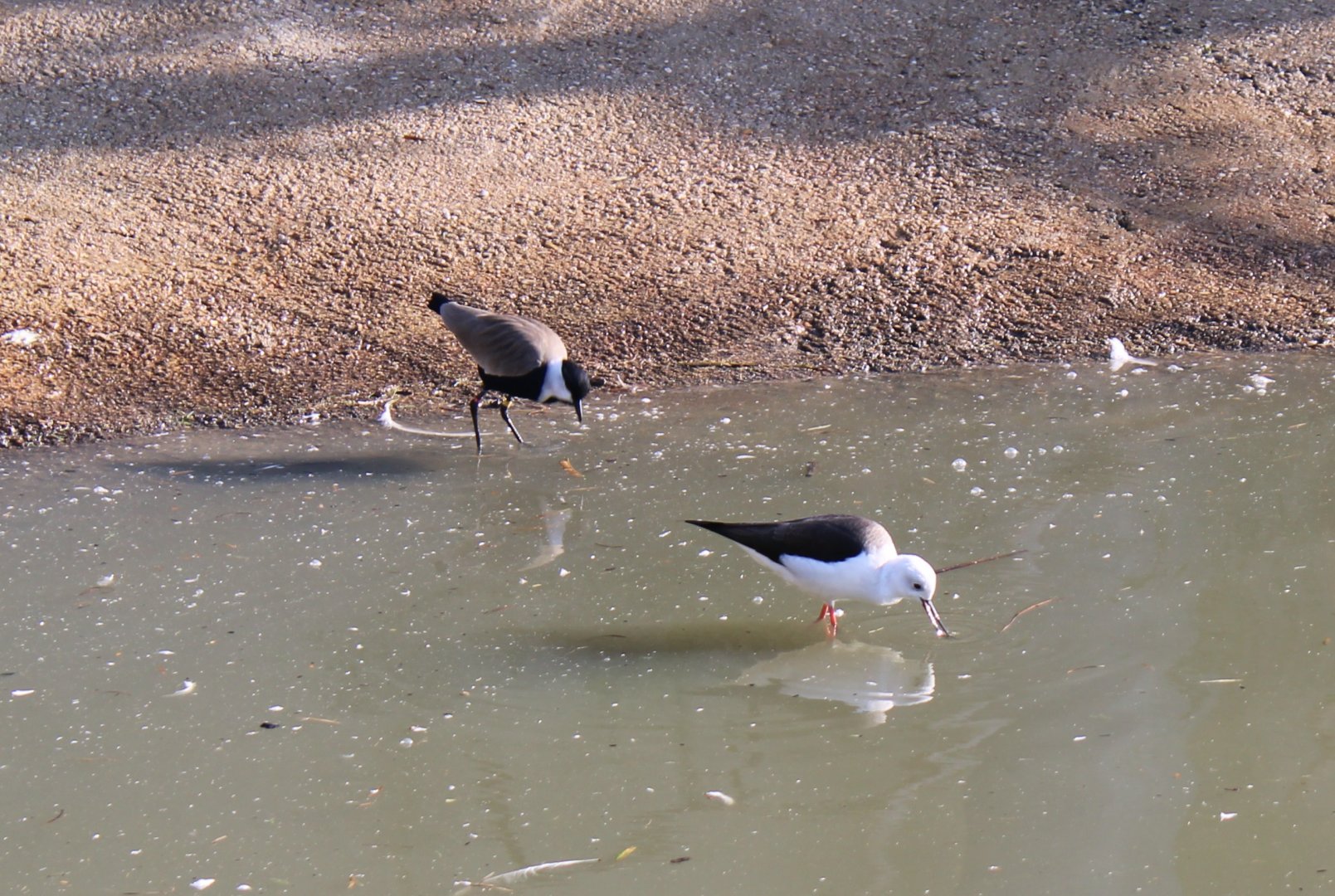 Spur-winged plover and Stilt