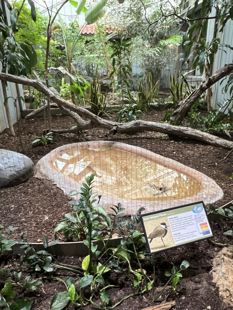 Spur-Winged Plover Exhibit
