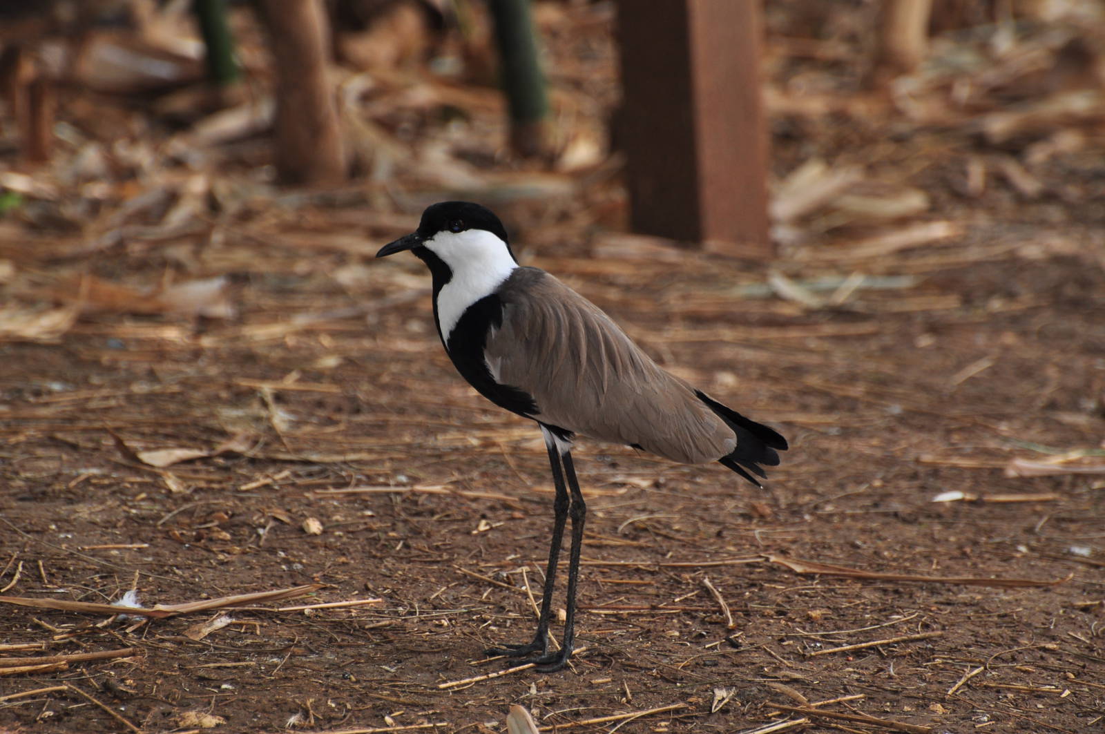 Spur-winged plover/ Hoplopterus spinosus