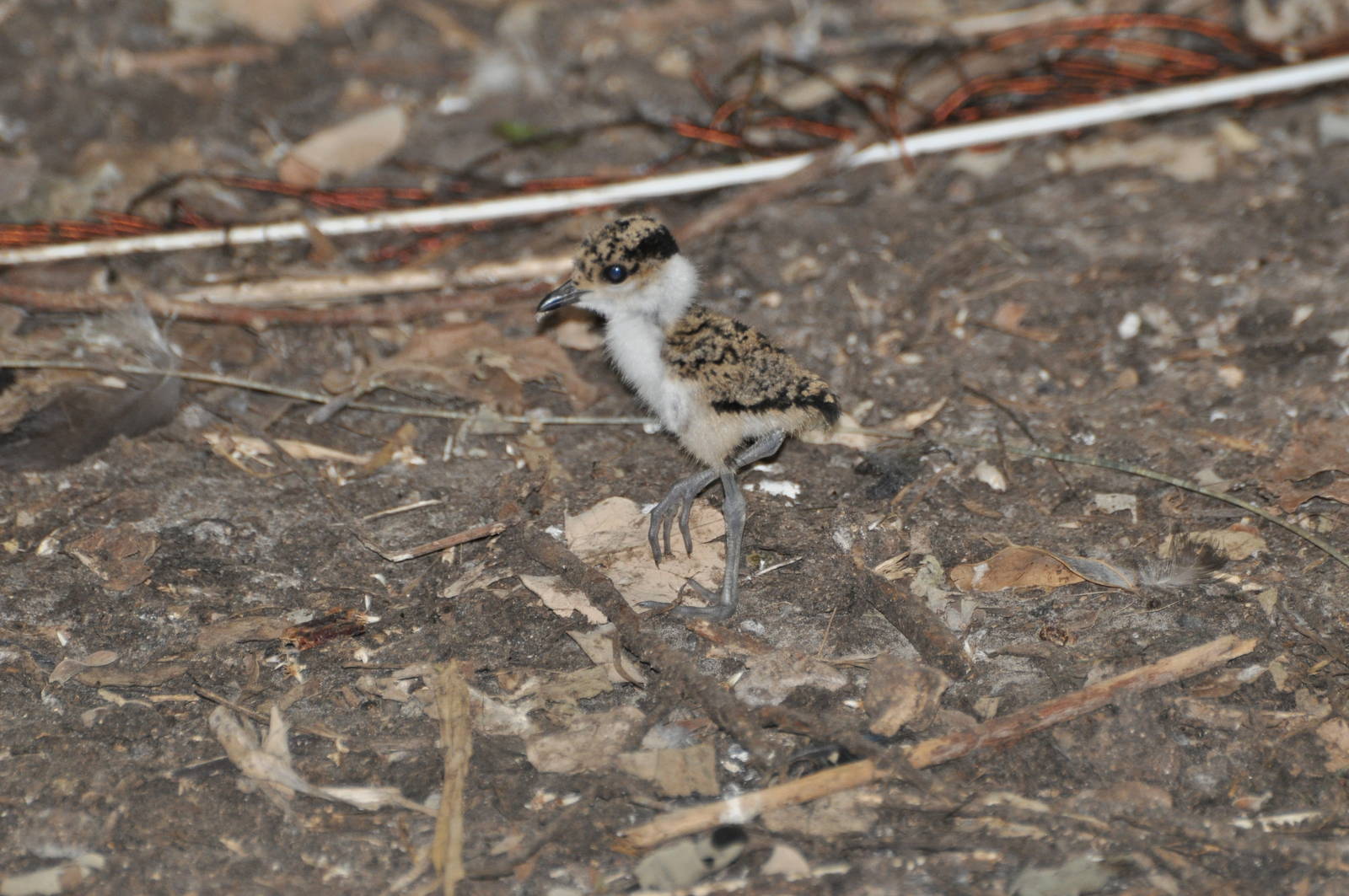 Spur-winged plover/ Hoplopterus spinosus