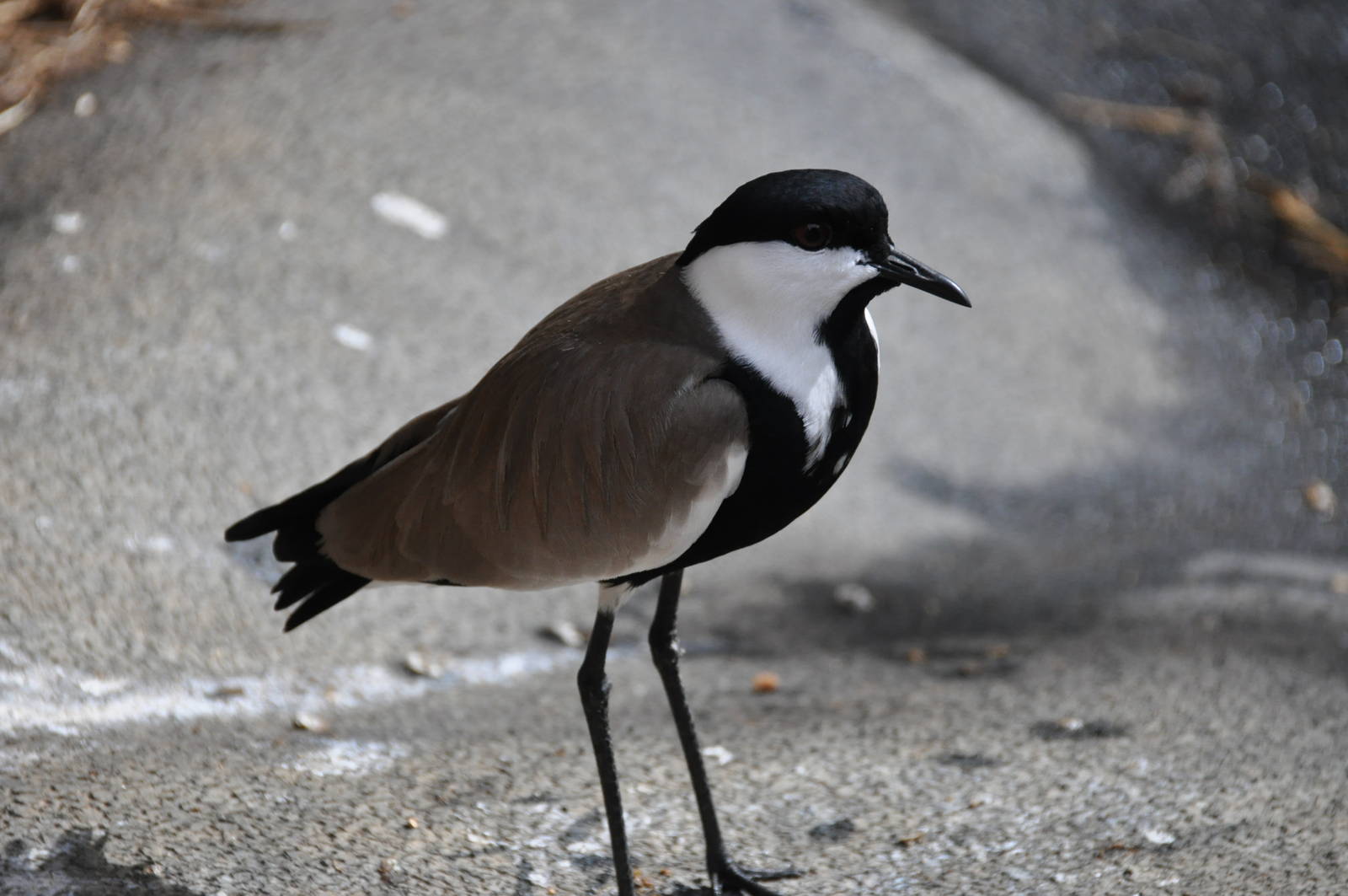 Spur-winged plover/ Hoplopterus spinosus