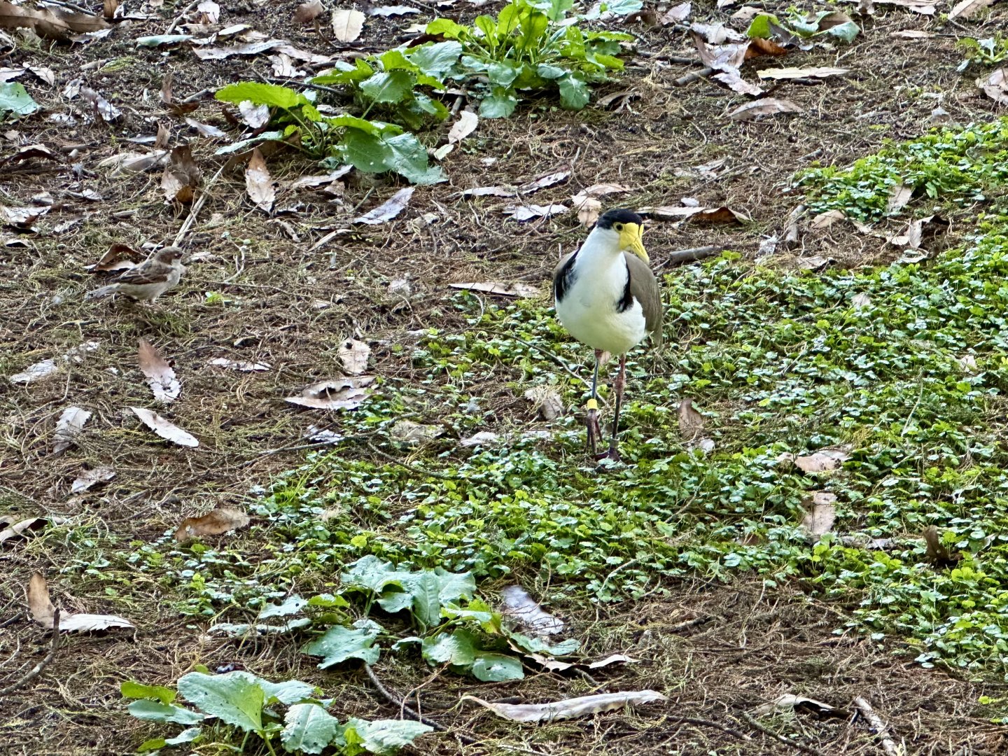 Spur-winged plover (Vanellus miles)