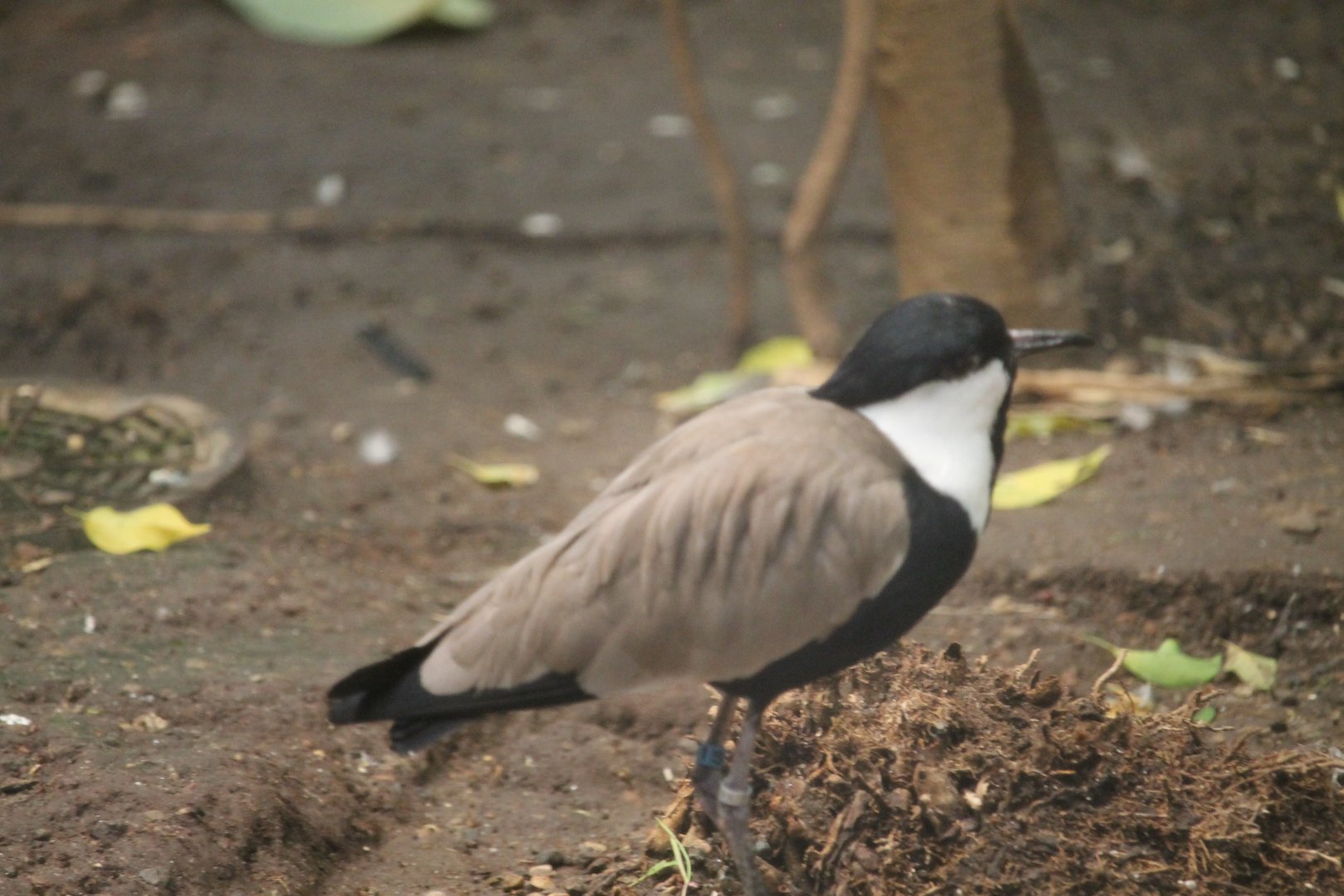 Spur-winged plover (Vanellus spinosus)