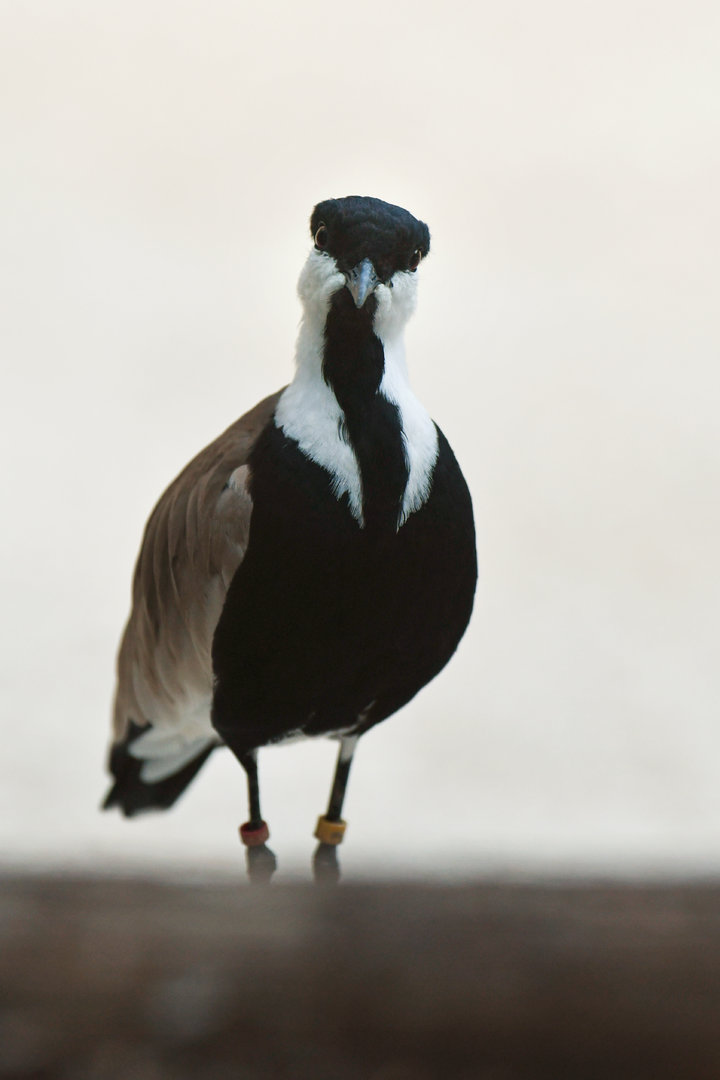 Spur-winged plover (Vanellus spinosus)