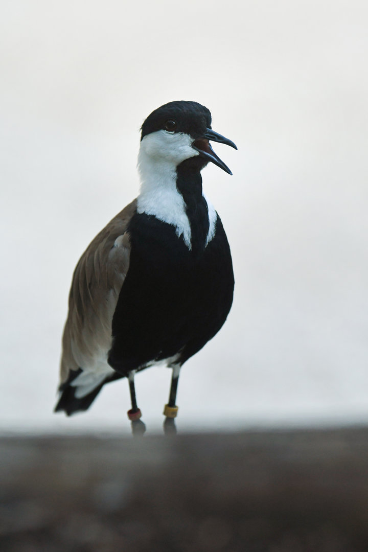 Spur-winged plover (Vanellus spinosus)