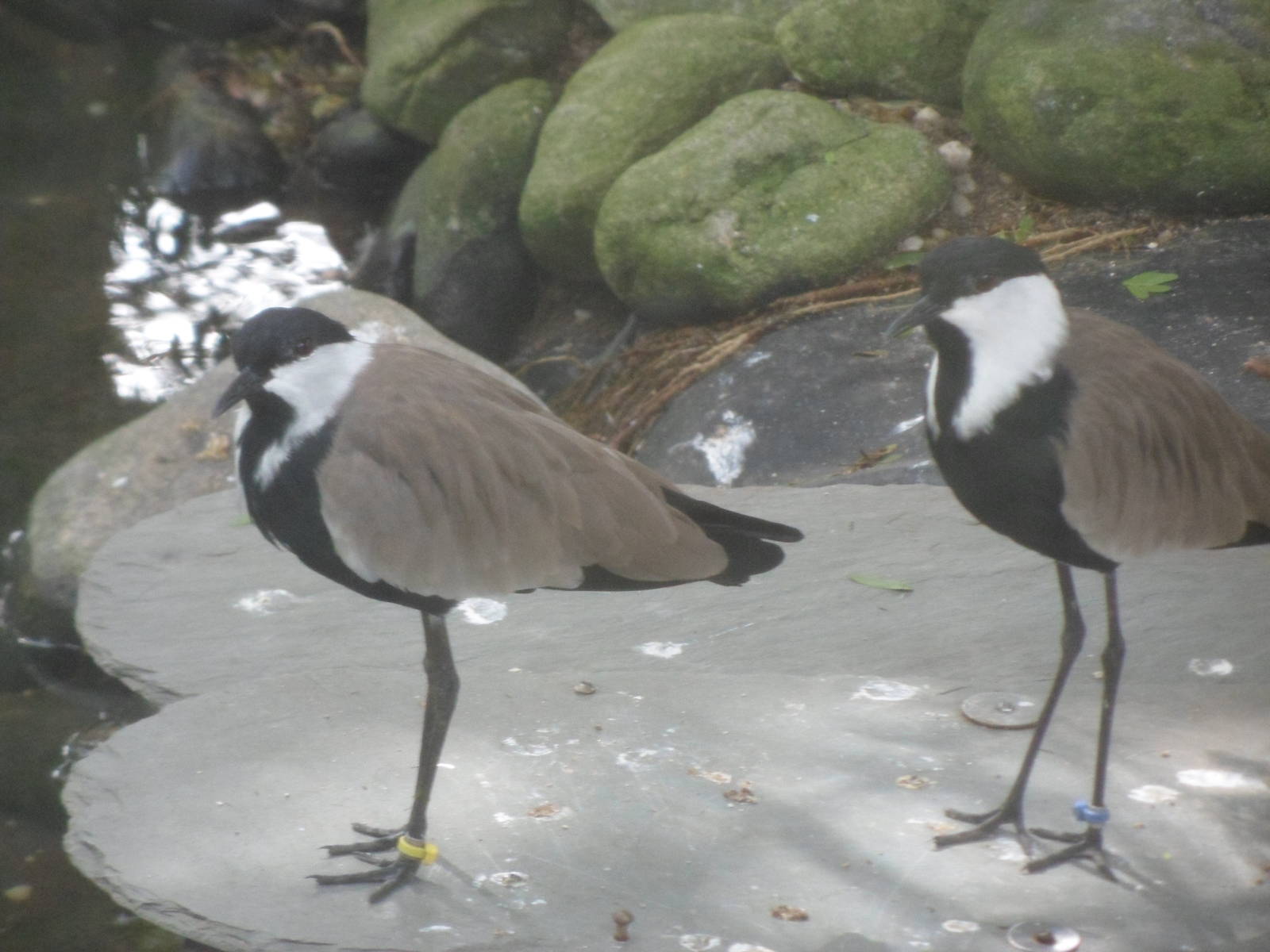 Spur-Winged Plover