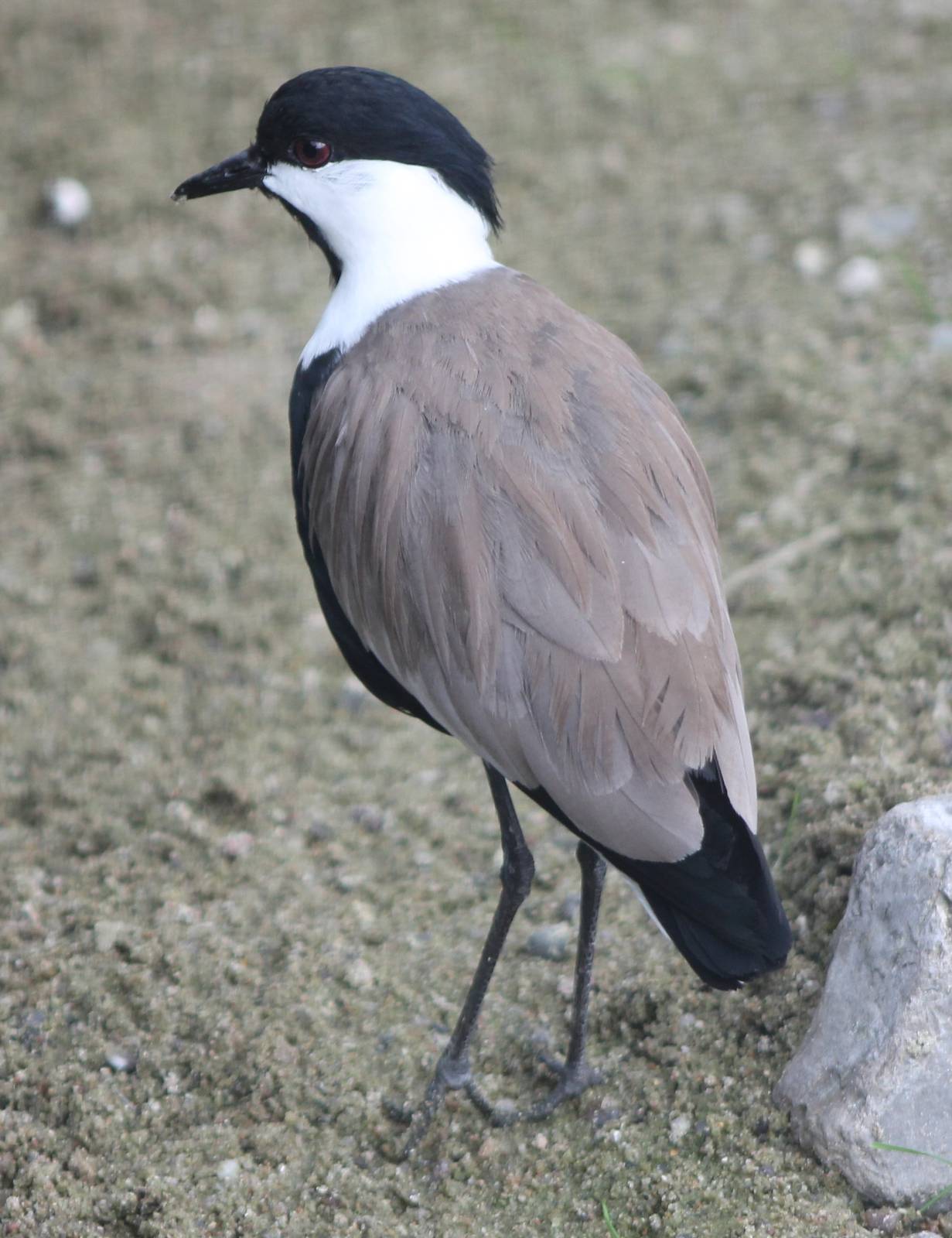Spur-winged plover