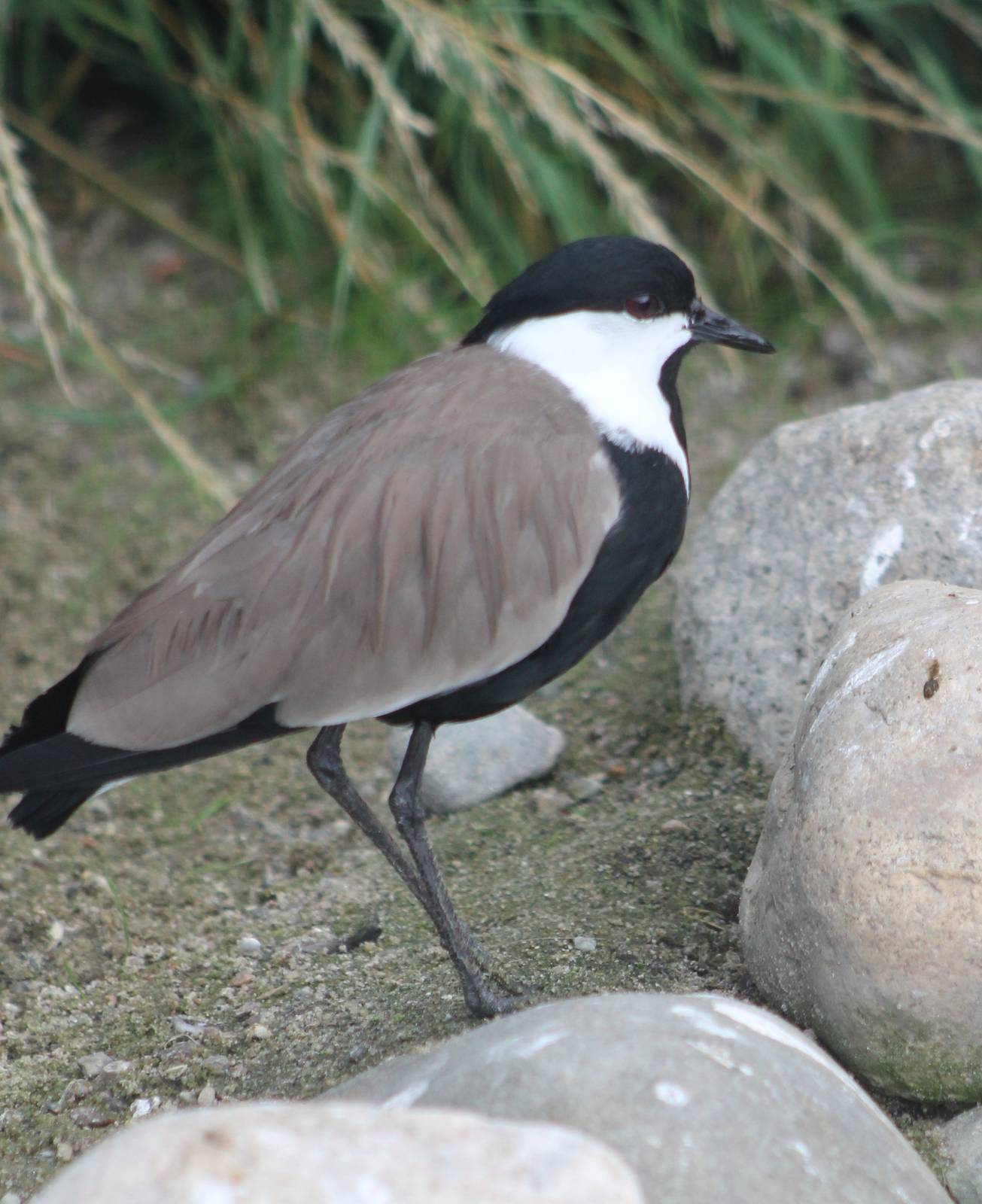 Spur-winged plover