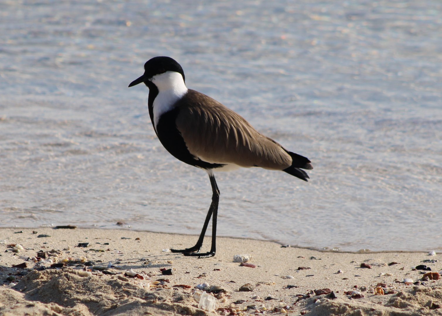 Spur-winged plover