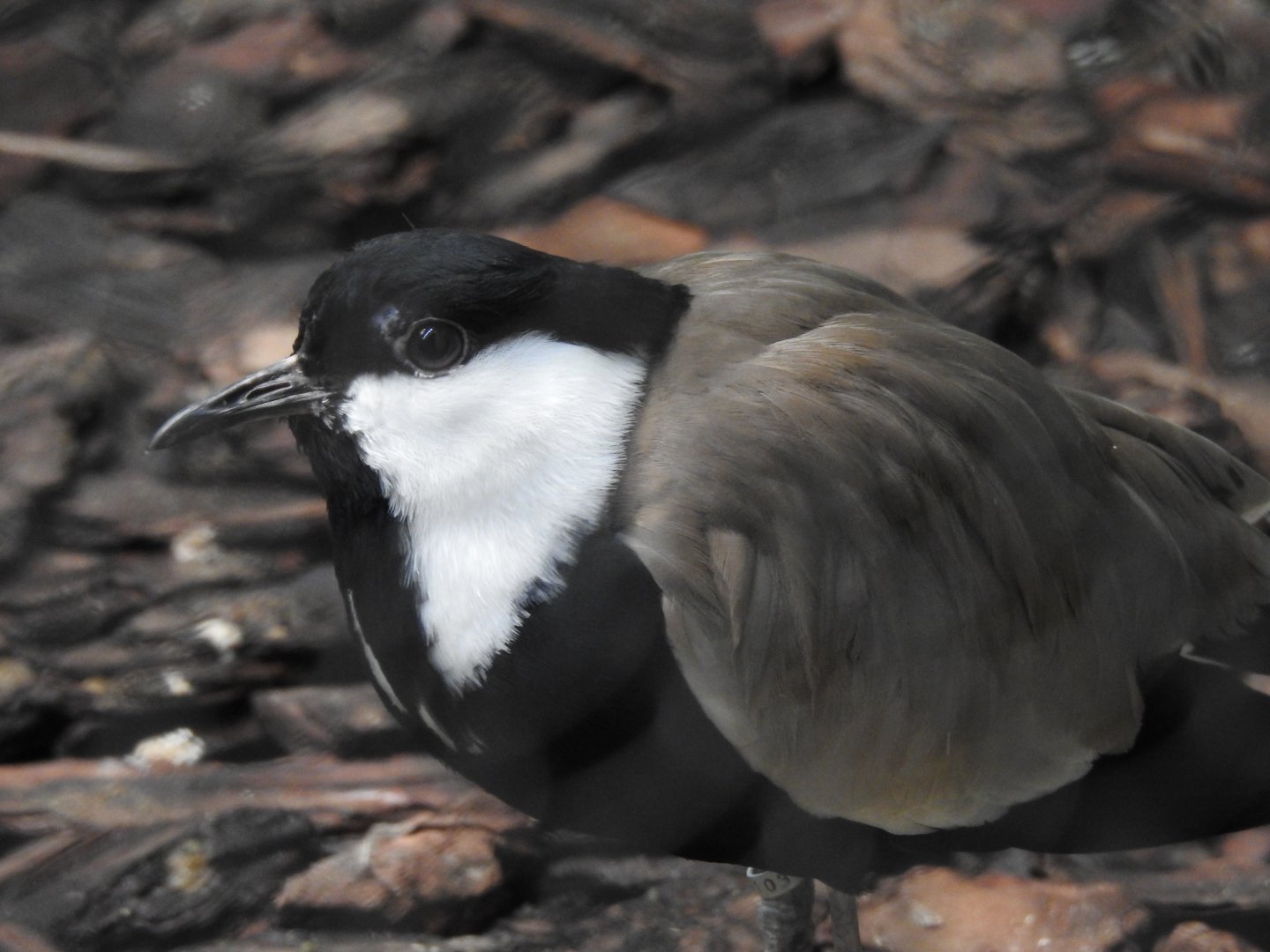 Spur-winged Plover