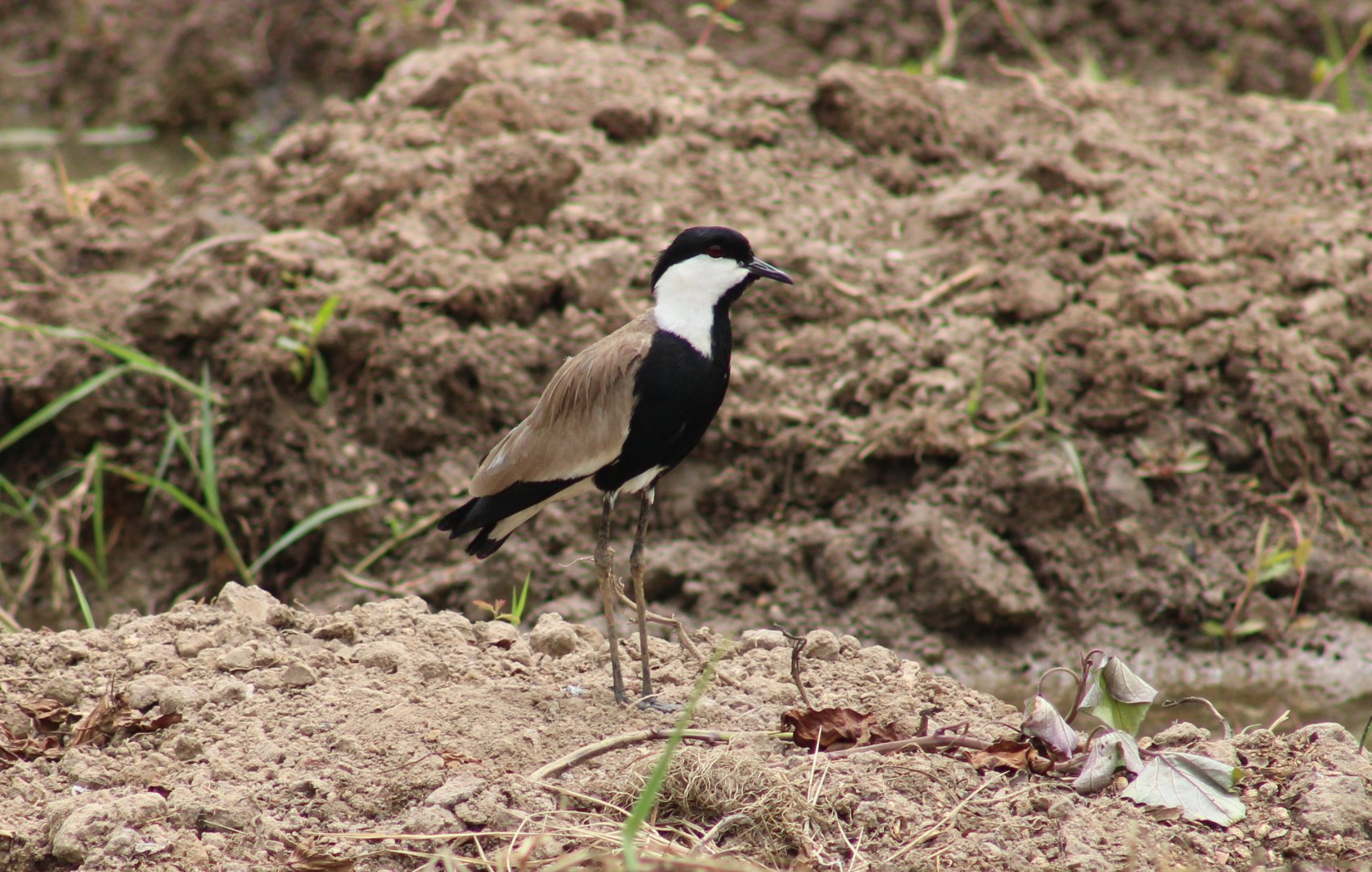 Spur-winged plover