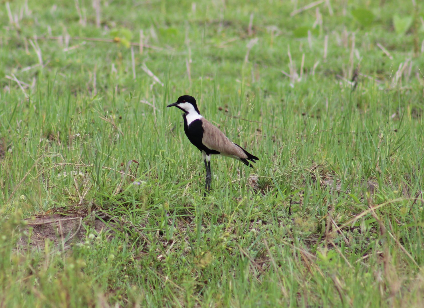 Spur-winged plover